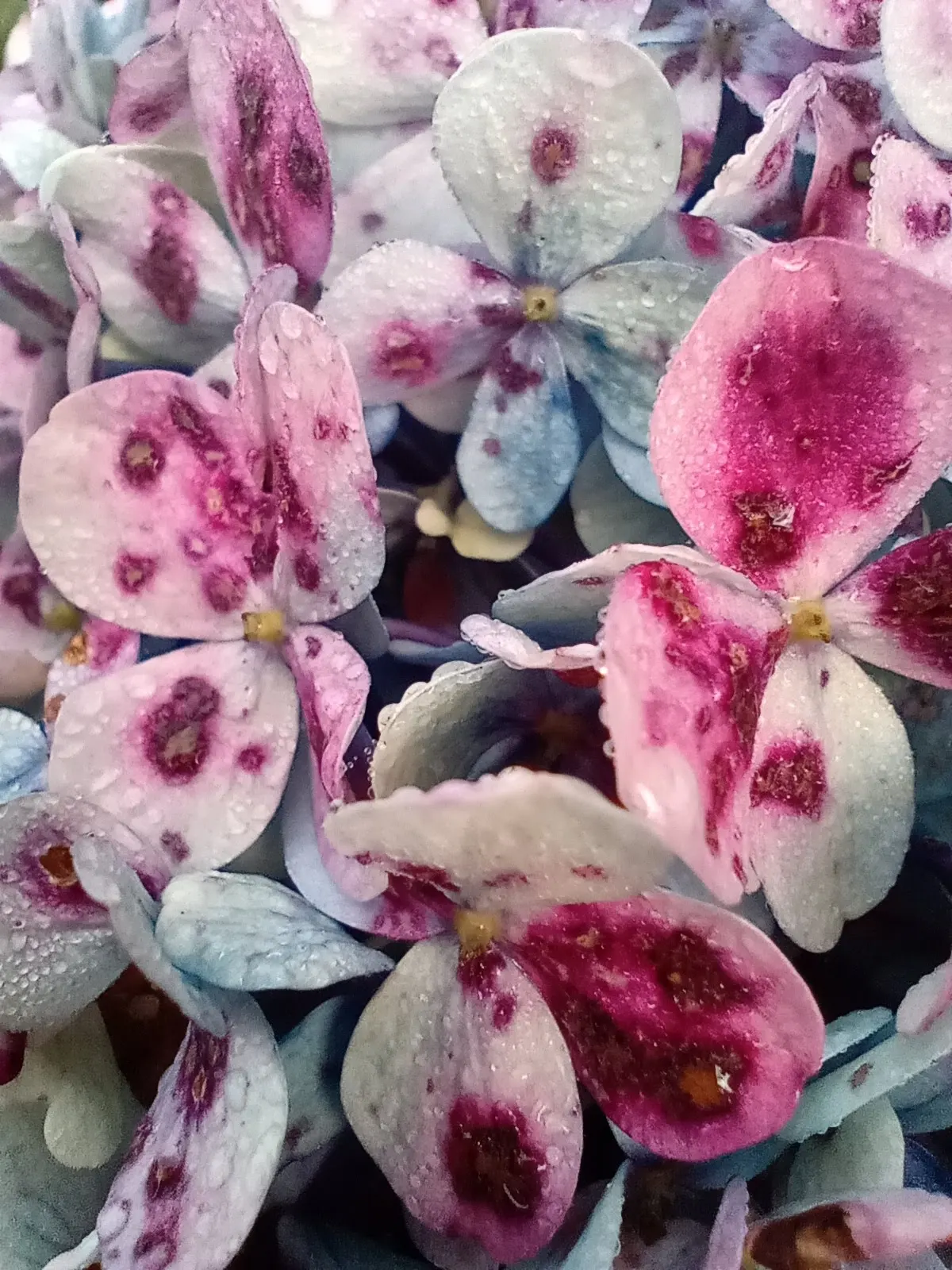 Hydrangea (Hydrangea Species) — making them an excellent choice for gardeners seeking a dramatic yet manageable addition to their landscapes; blue and pink and