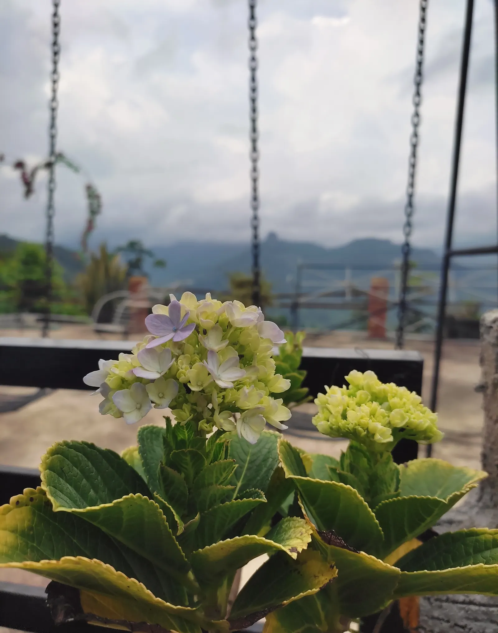 Hydrangea (Hydrangea Species) — like the Panicle Hydrangea (Hydrangea paniculata); these deciduous shrubs exhibit their floral mastery from early spring