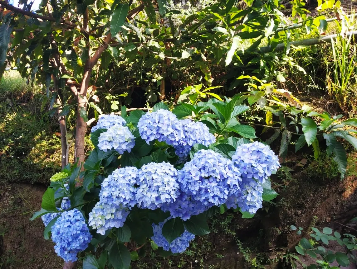 Hydrangea (Hydrangea Species) — to vigorous species that can reach up to 15 feet tall with a matching breadth; showy clusters of flowers ranging, image 54