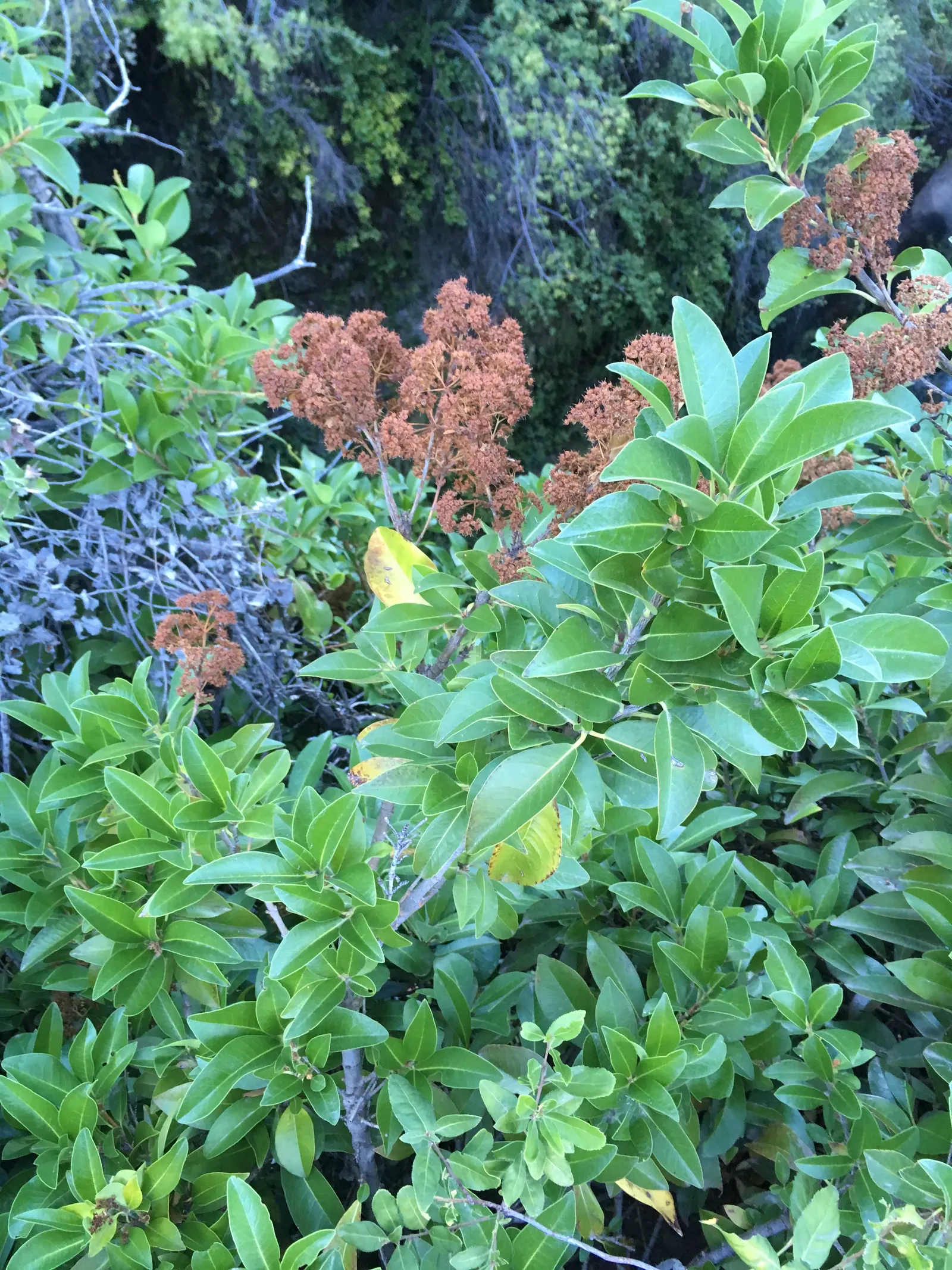 Hydrangea (Hydrangea Species) — is renowned for its voluminous flower heads and charming presence in any garden design; these deciduous shrubs, image 73