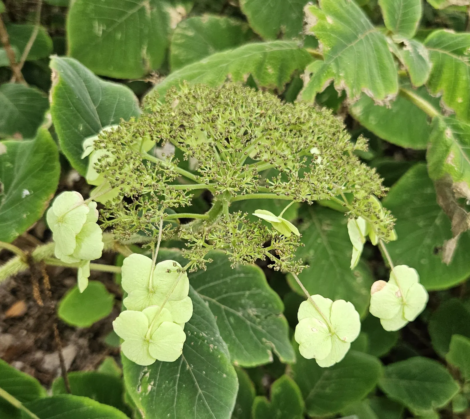 Hydrangea (Hydrangea Species) — planting hydrangeas in groups or as a border can create a lush; a captivating genus within the plant family, image 61