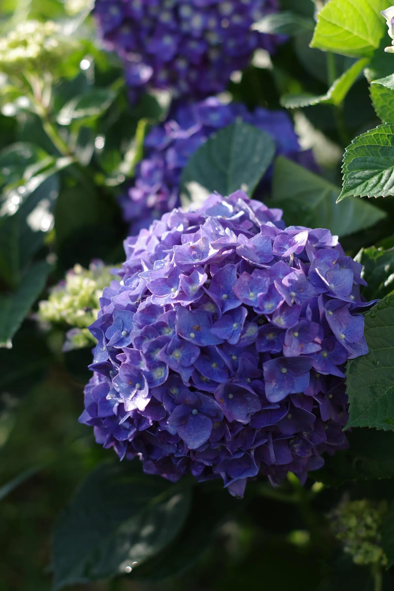Hydrangea (Hydrangea Species) — these deciduous shrubs exhibit their floral mastery from early spring through late fall; shrub for half or shade, image 79