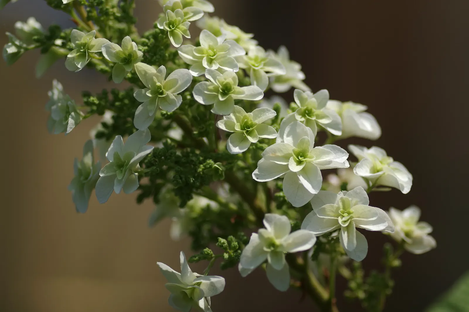 Hydrangea (Hydrangea Species) — shrub for half or shade