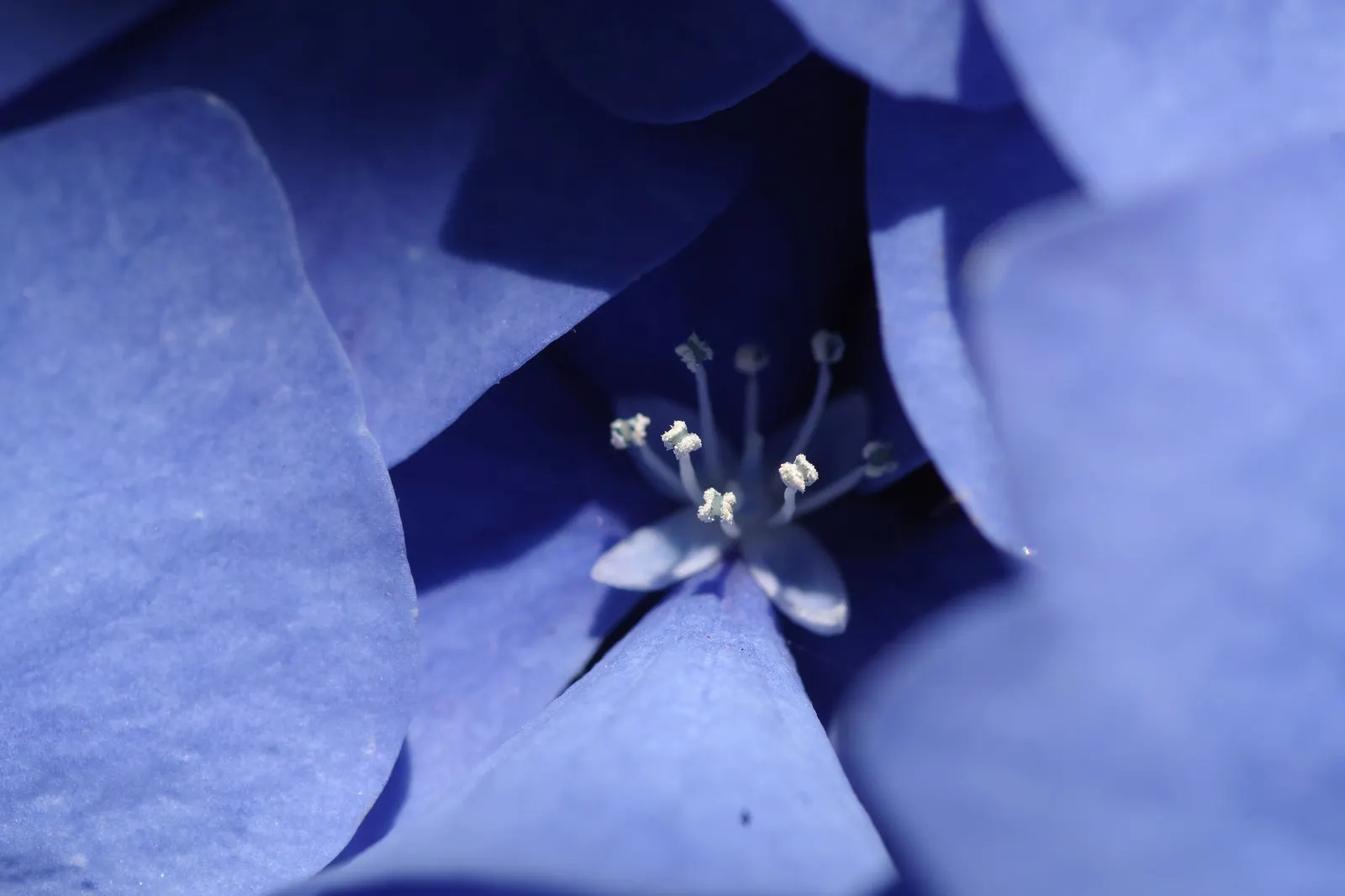 Hydrangea (Hydrangea Species) — Hardy in USDA zones 3 through 9; to vigorous species that can reach up to 15 feet tall with a matching breadth