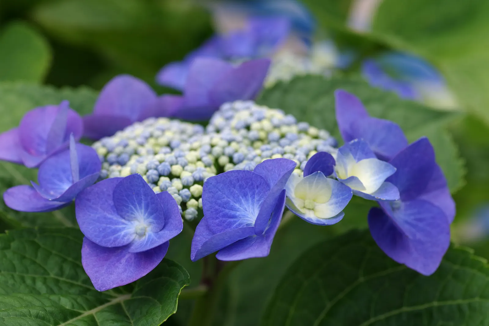Hydrangea (Hydrangea Species) — These deciduous shrubs generally thrive in partial shade and well-drained, moist soil; known for their lush foliage, image 68