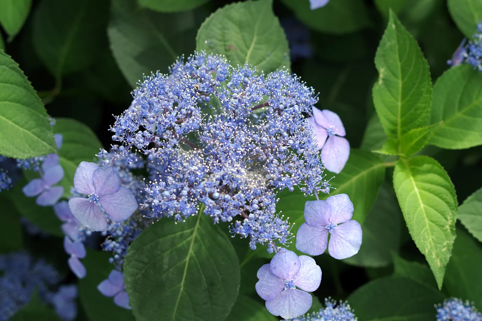 Hydrangea (Hydrangea Species) — They typically range from 3 to 15 feet in height and width, ideal for borders or as focal points; like the Panicle, image 91