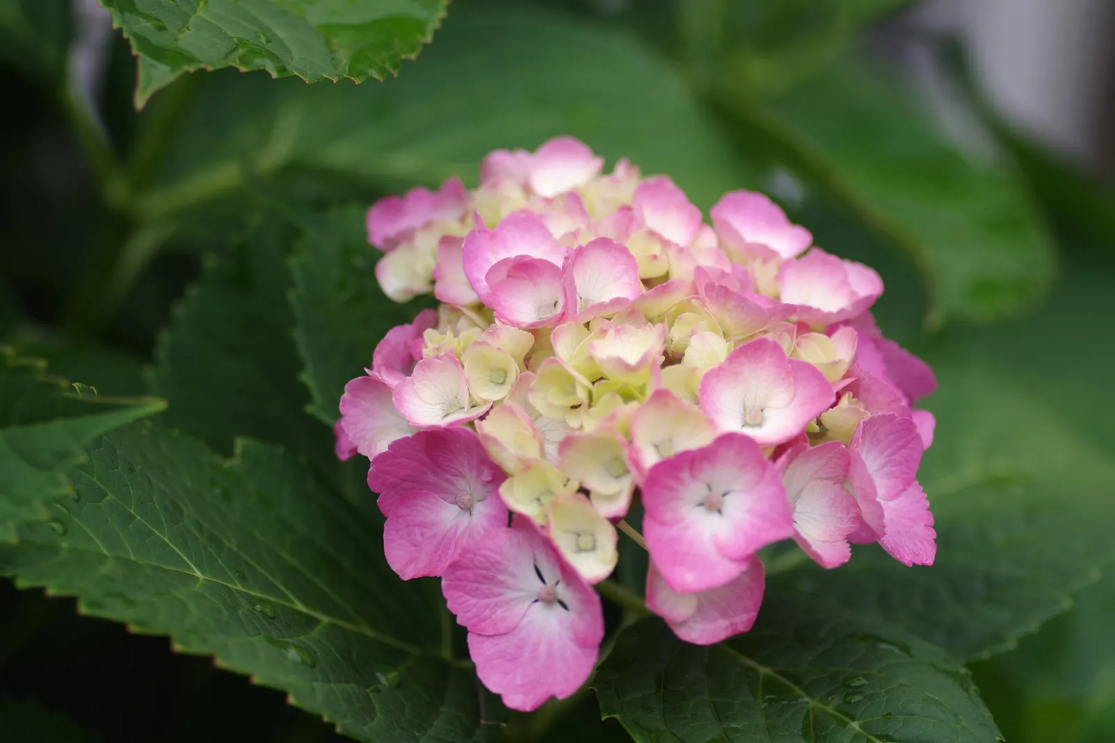 Hydrangea (Hydrangea Species) — Encompassing a variety of species; hydrangeas are adaptable shrubs that can range in size from compact cultivars of, image 52
