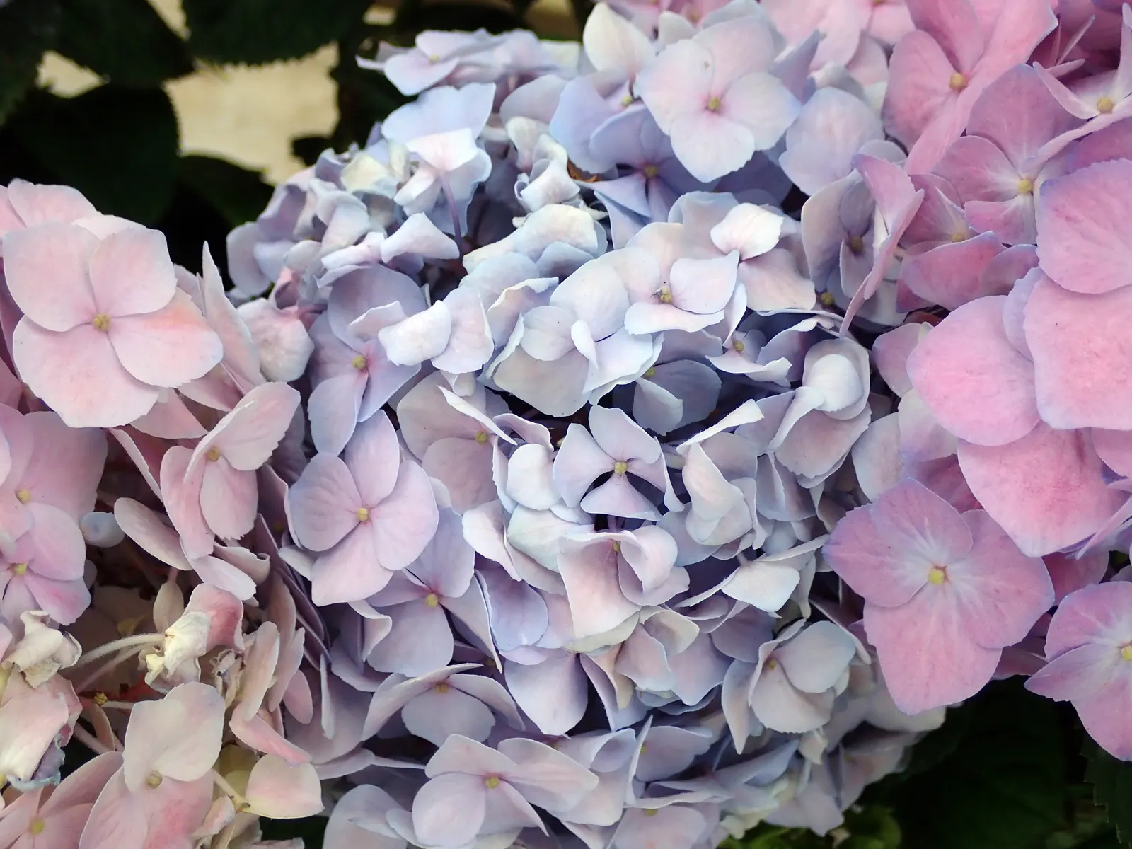 Hydrangea (Hydrangea Species) — a captivating genus within the plant family Hydrangeaceae; planting hydrangeas in groups or as a border can create, image 94