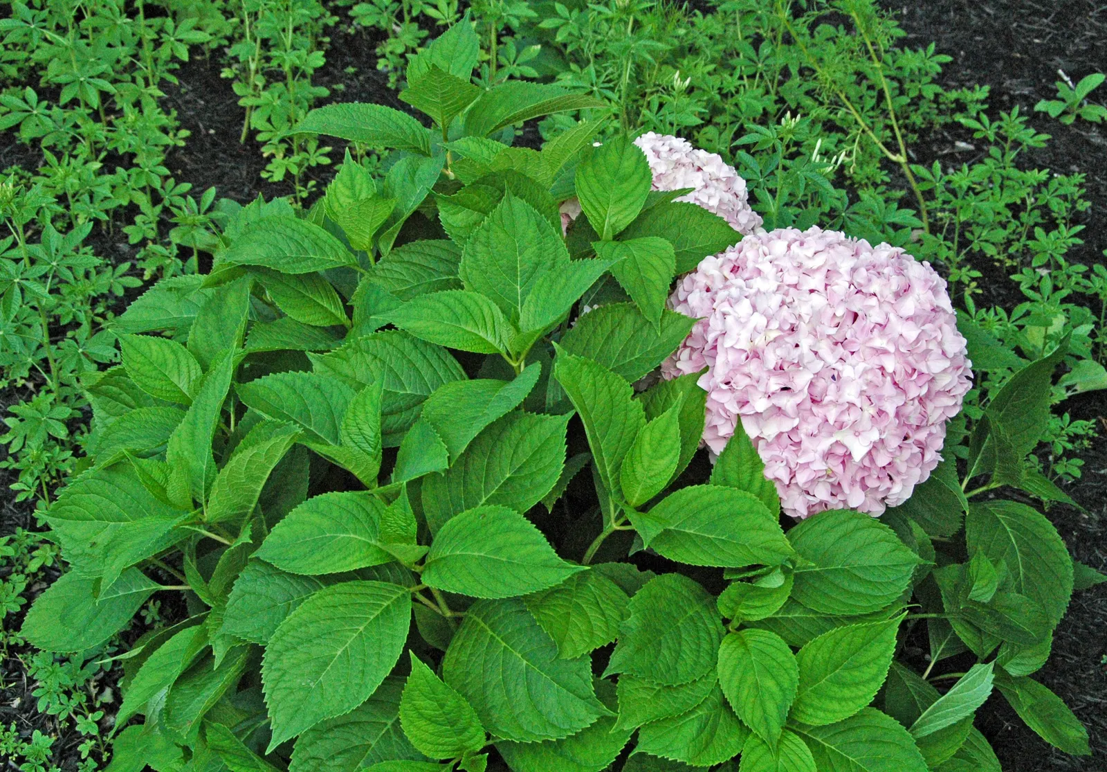 Hydrangea (Hydrangea Species) — to vigorous species that can reach up to 15 feet tall with a matching breadth