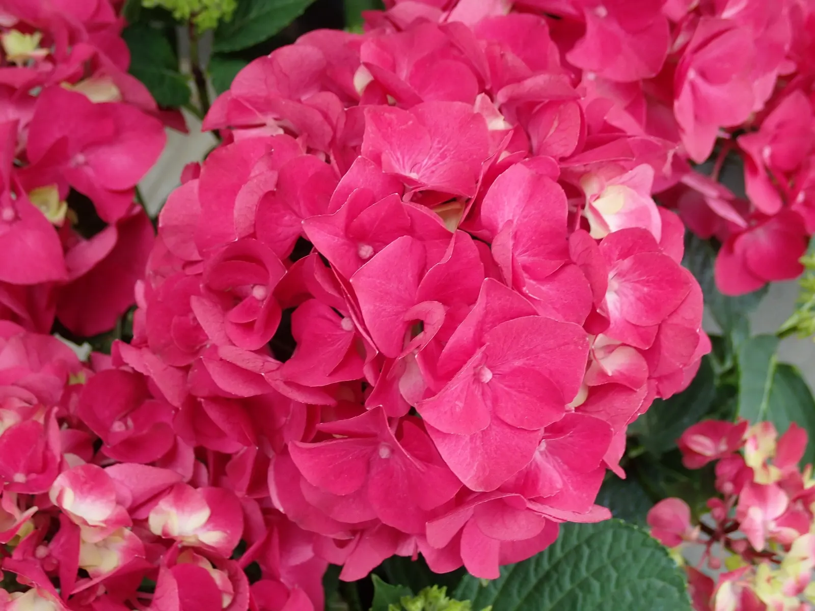 Hydrangea (Hydrangea Species) — These deciduous shrubs generally thrive in partial shade and well-drained, moist soil; known for their lush foliage, image 46