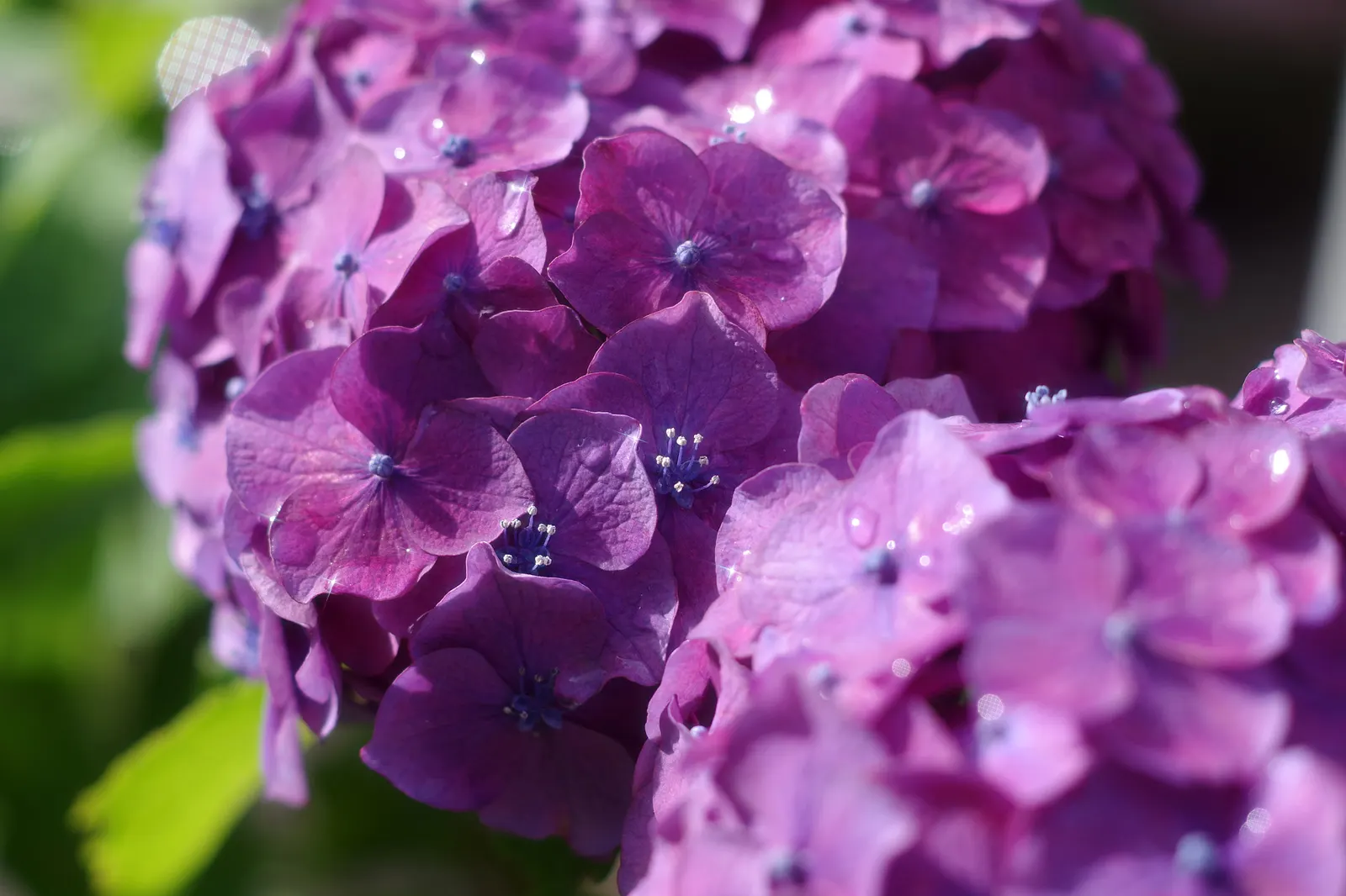 Hydrangea (Hydrangea Species) — Hardy in USDA zones 3 through 9; to vigorous species that can reach up to 15 feet tall with a matching breadth, image 49