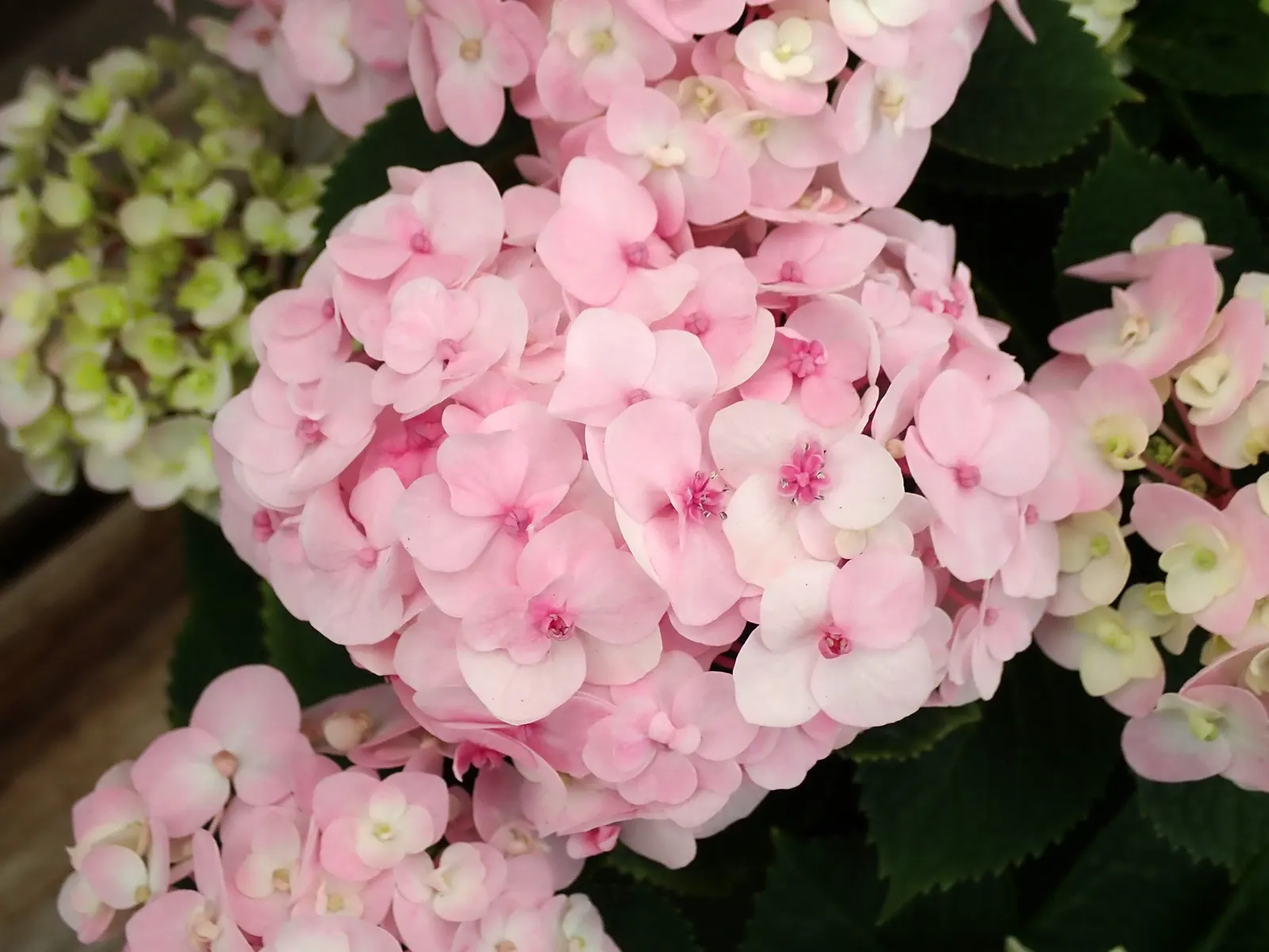 Hydrangea (Hydrangea Species) — shrub for half or shade; making them an excellent choice for gardeners seeking a dramatic yet manageable addition, image 110