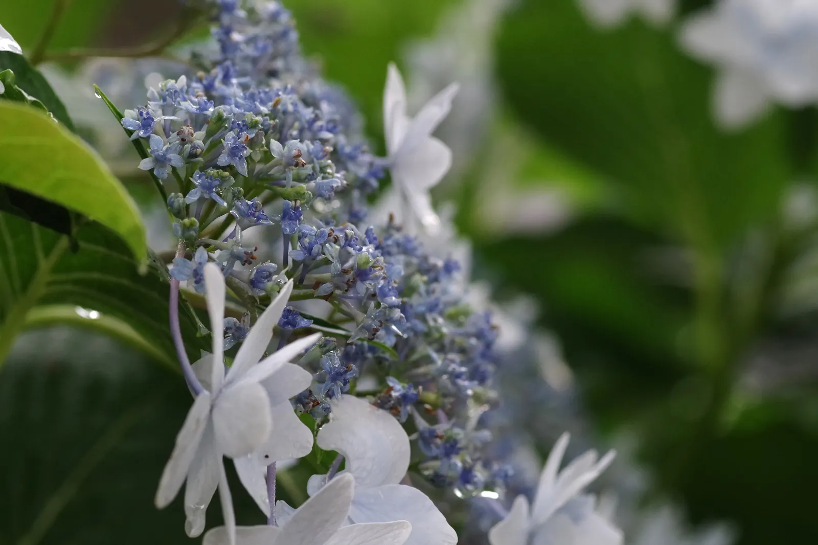 Hydrangea (Hydrangea Species) — shrub with blue and pink and white blooms; respectively.<br><br>Hardy in USDA zones 3 through 9
