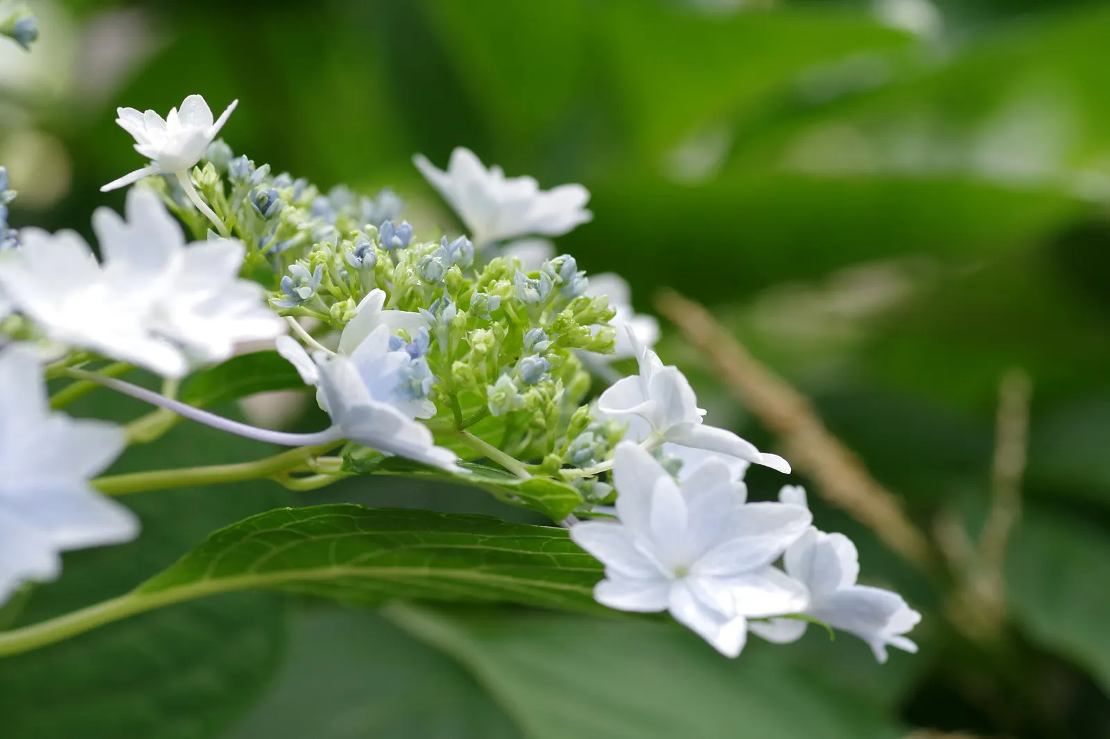 Hydrangea (Hydrangea Species) — Known for their lush foliage and the ability to change bloom color based on soil pH