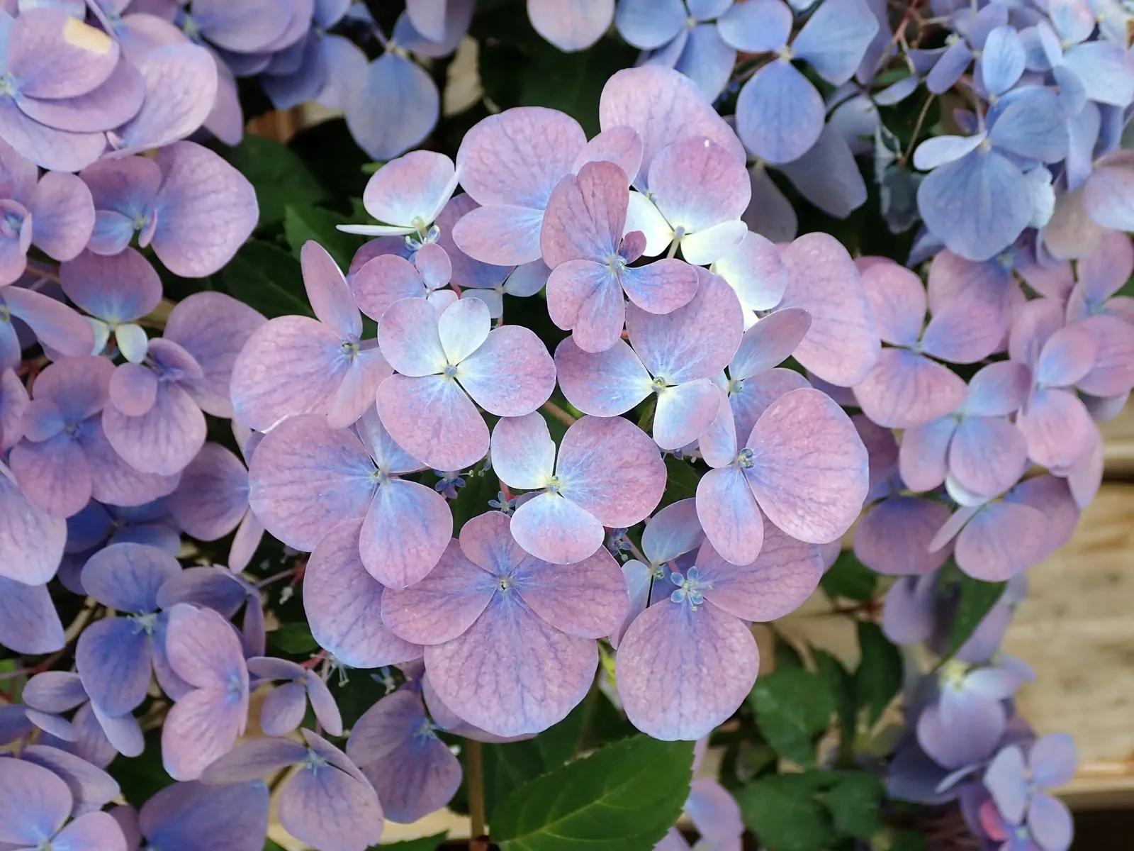 Hydrangea (Hydrangea Species) — respectively.<br><br>Hardy in USDA zones 3 through 9; hydrangeas prefer well-drained, image 100
