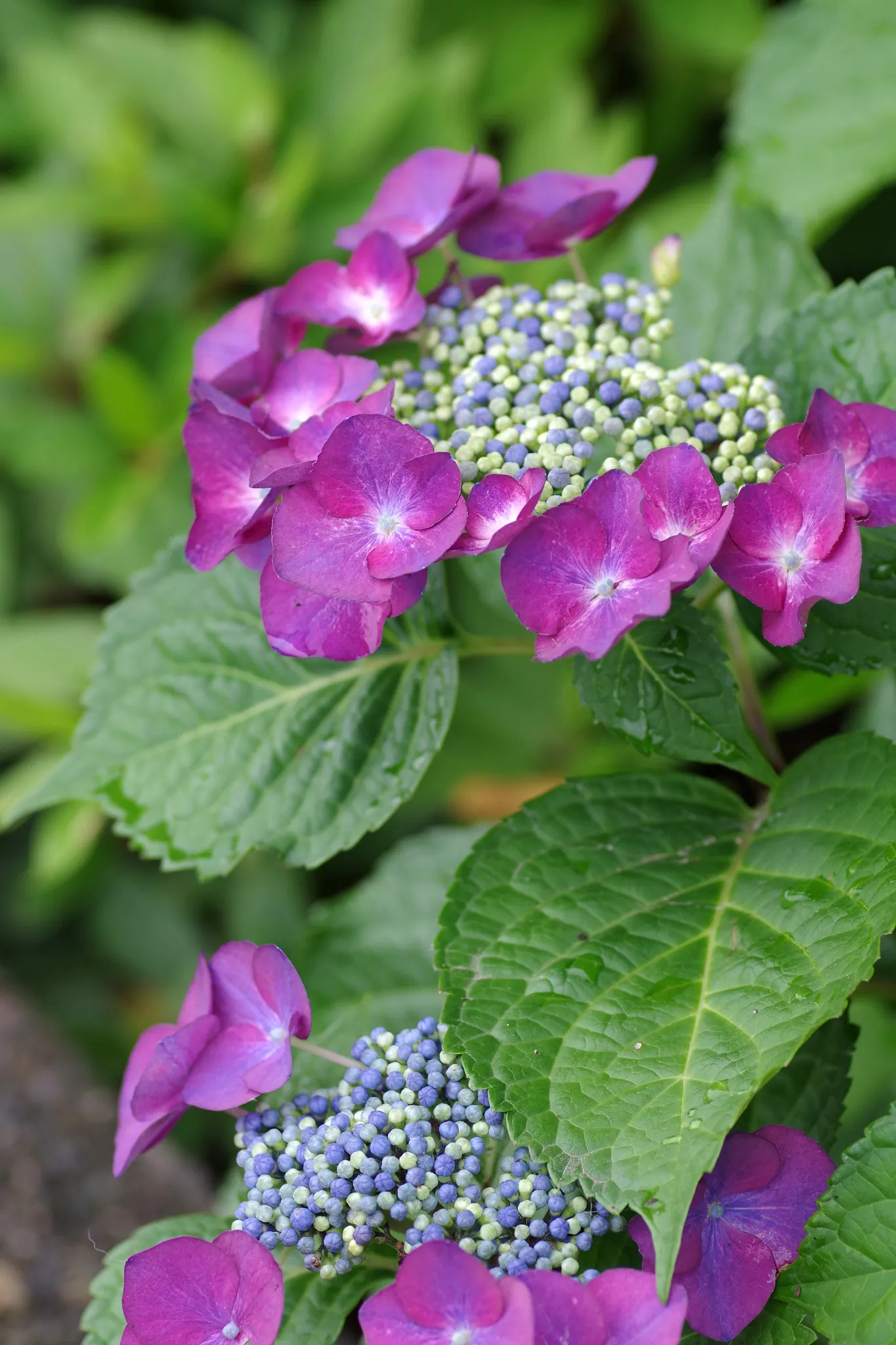 Hydrangea (Hydrangea Species) — Hydrangeas prefer well-drained; with some species like the 'Endless Summer' series showcasing blooms throughout the, image 103