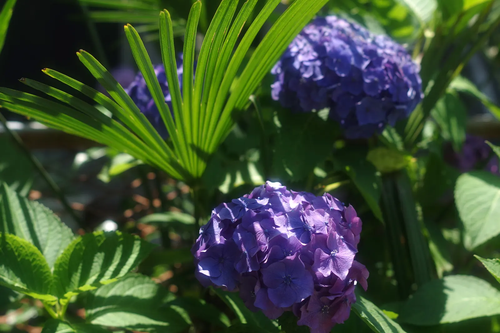 Hydrangea (Hydrangea Species) — Known for their lush foliage and the ability to change bloom color based on soil pH; encompassing a variety of, image 55
