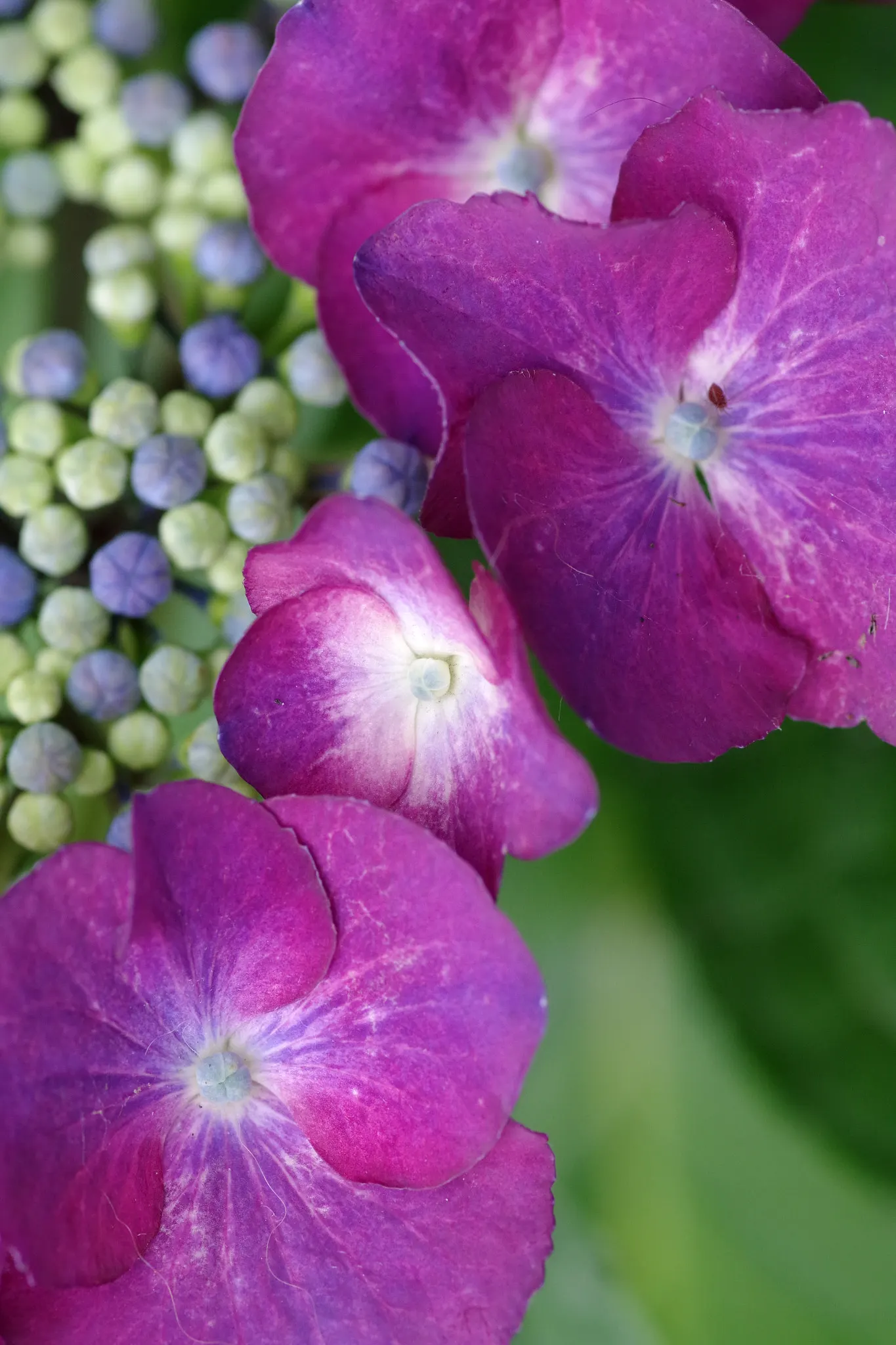 Hydrangea (Hydrangea Species) — shrub for half or shade; making them an excellent choice for gardeners seeking a dramatic yet manageable addition to their