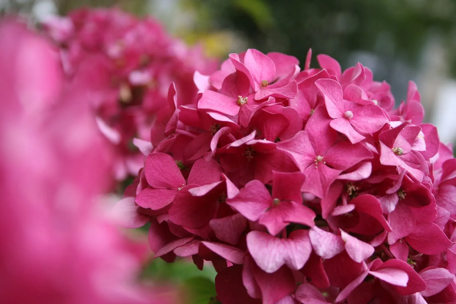 Hydrangea (Hydrangea Species) — These deciduous shrubs generally thrive in partial shade and well-drained, moist soil; known for their lush foliage and the