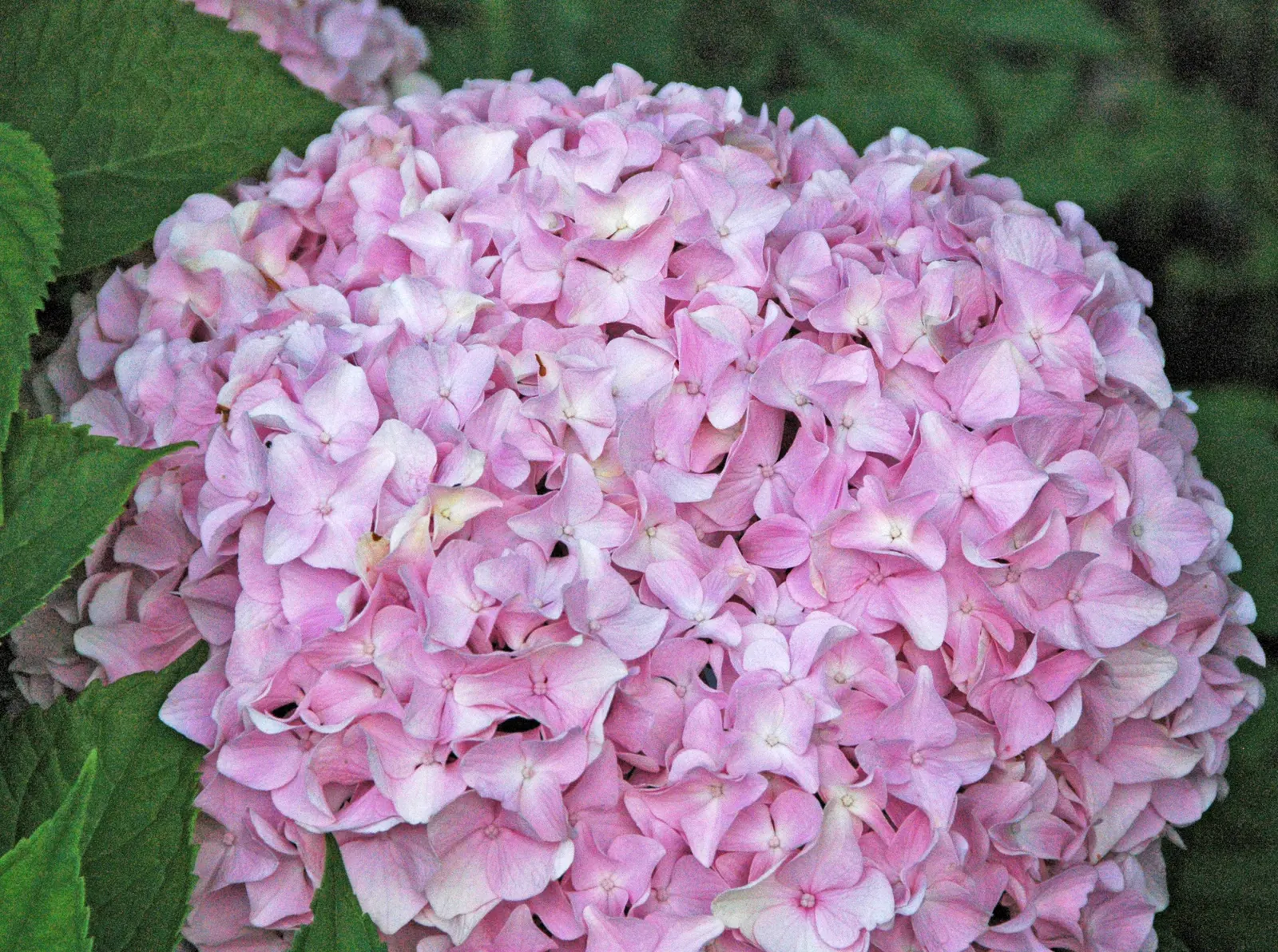 Hydrangea (Hydrangea Species) — these deciduous shrubs exhibit their floral mastery from early spring through late fall; shrub for half or shade, image 57