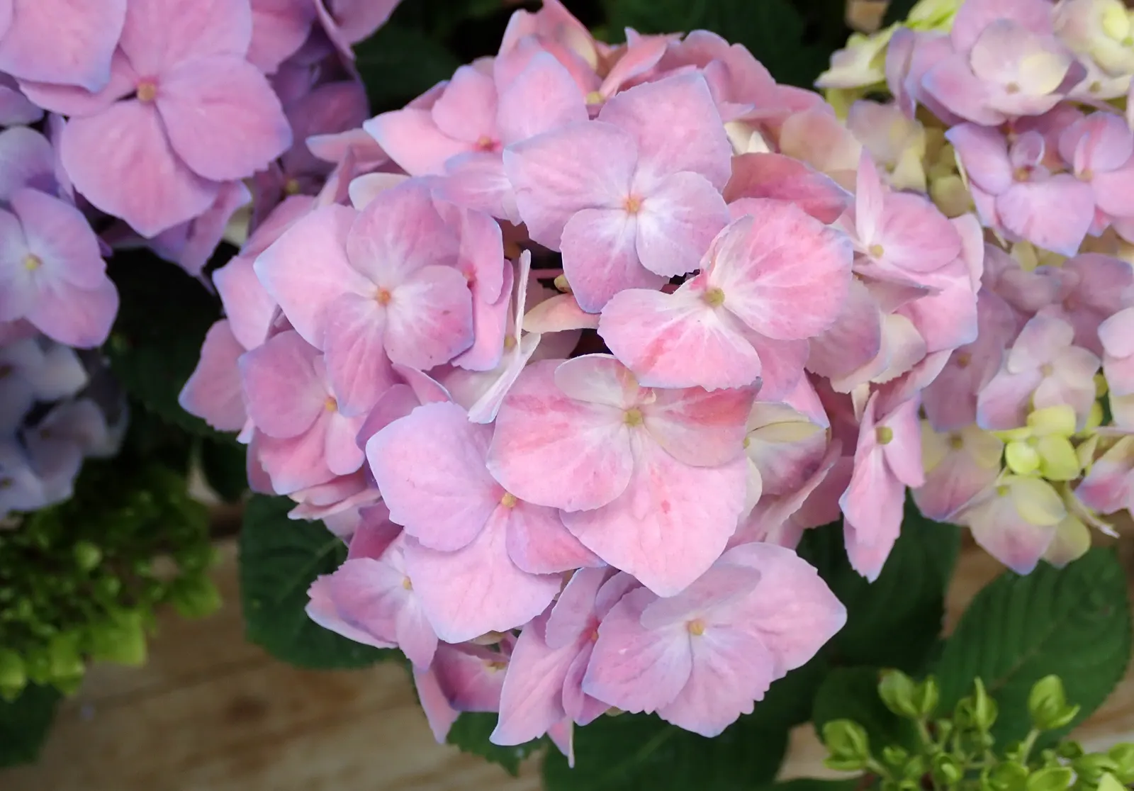 Hydrangea (Hydrangea Species) — Hardy in USDA zones 3 through 9