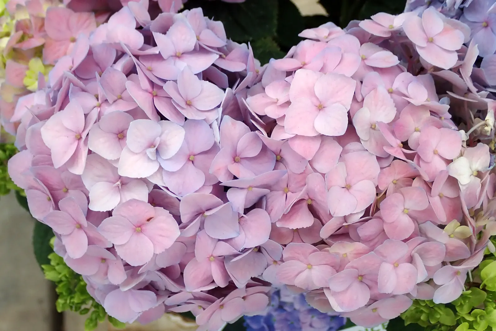 Hydrangea (Hydrangea Species) — hydrangeas are adaptable shrubs that can range in size from compact cultivars of 3 feet in height and spread; moist, image 53