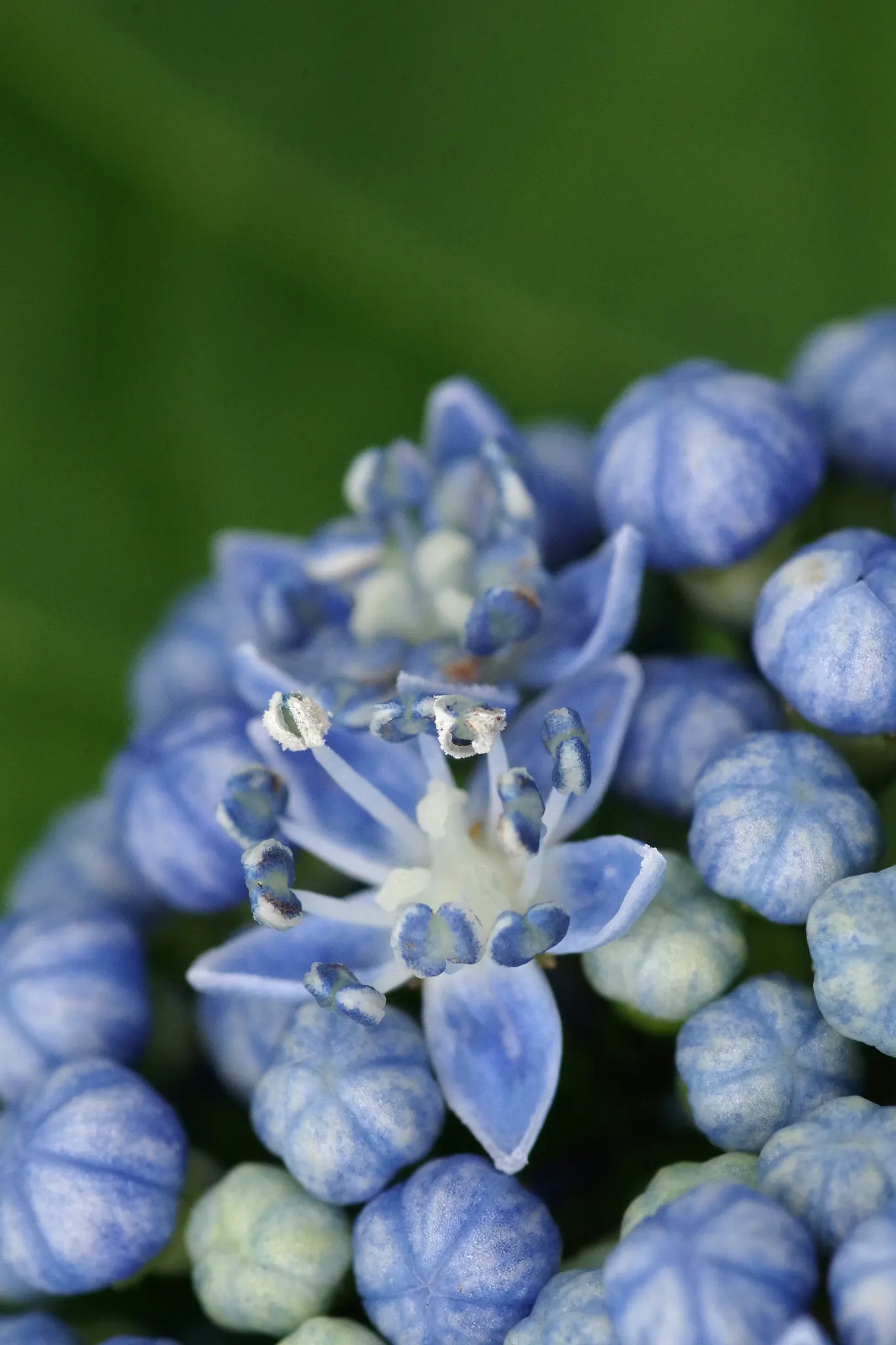Hydrangea (Hydrangea Species) — showy clusters of flowers ranging from deep blues to pinks; prune after blooming to encourage growth and maintain, image 111
