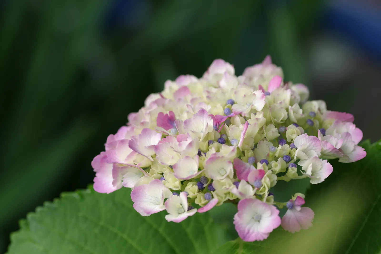 Hydrangea (Hydrangea Species) — a captivating genus within the plant family Hydrangeaceae; planting hydrangeas in groups or as a border can create a lush