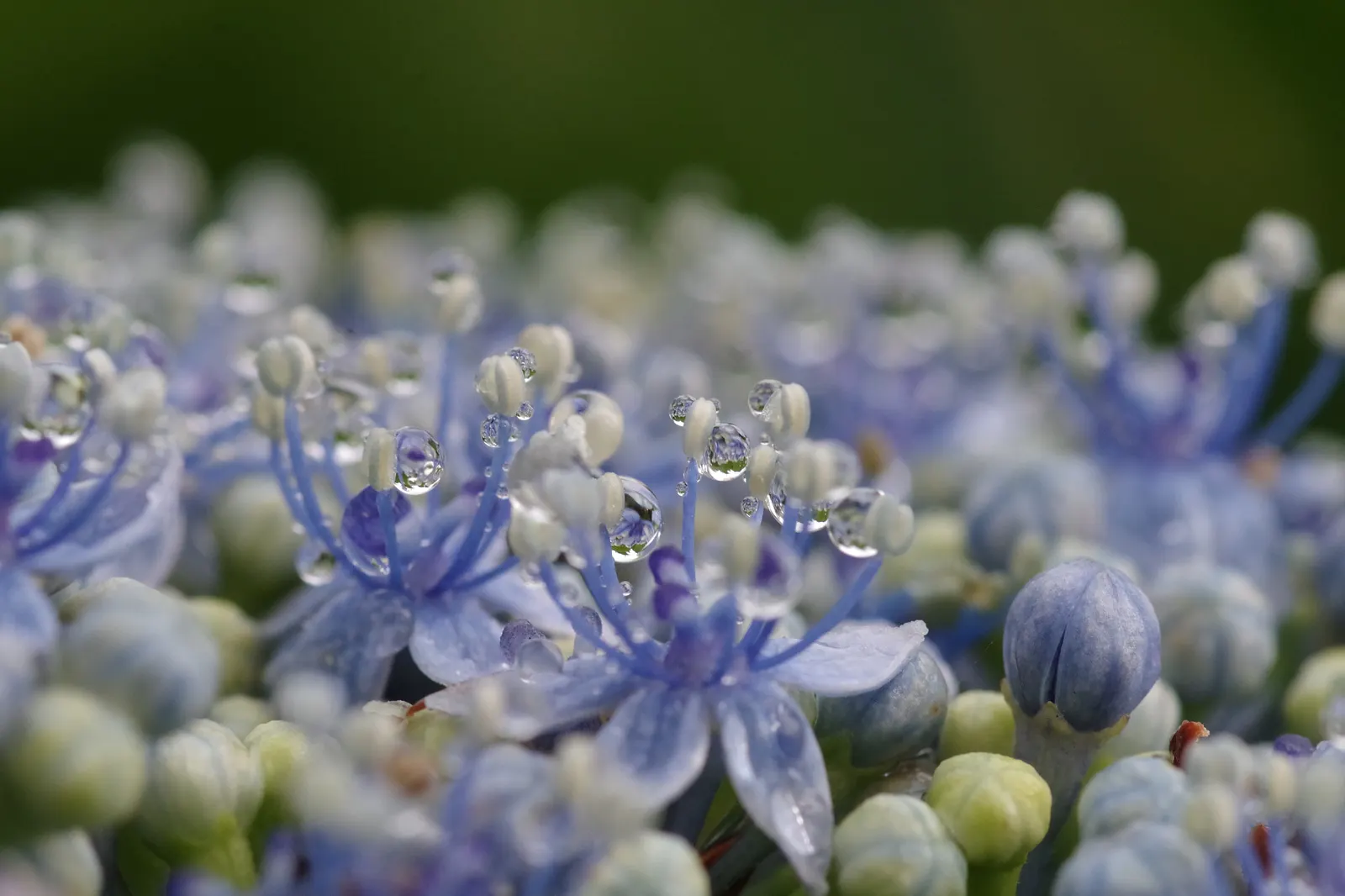 Hydrangea (Hydrangea Species) — hydrangeas are adaptable shrubs that can range in size from compact cultivars of 3 feet in height and spread; moist soil and