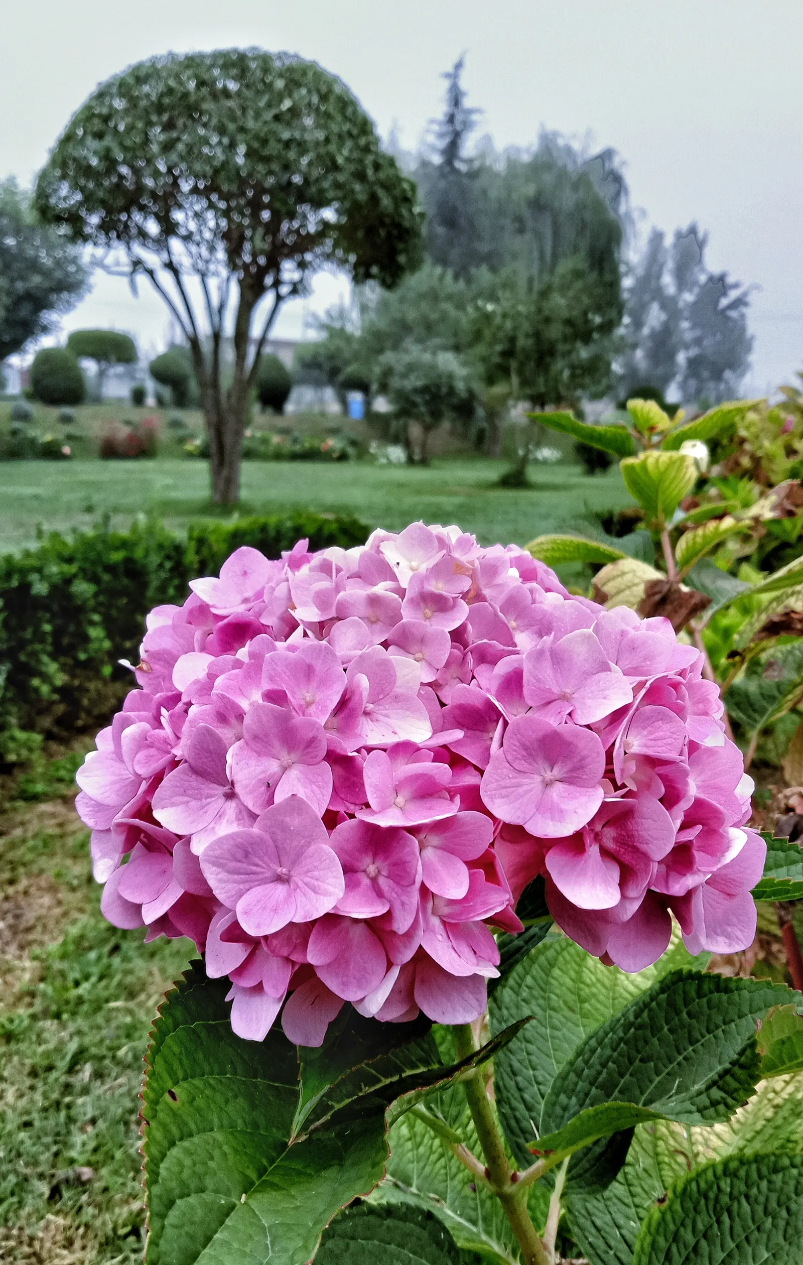 Hydrangea (Hydrangea Species) — Encompassing a variety of species
