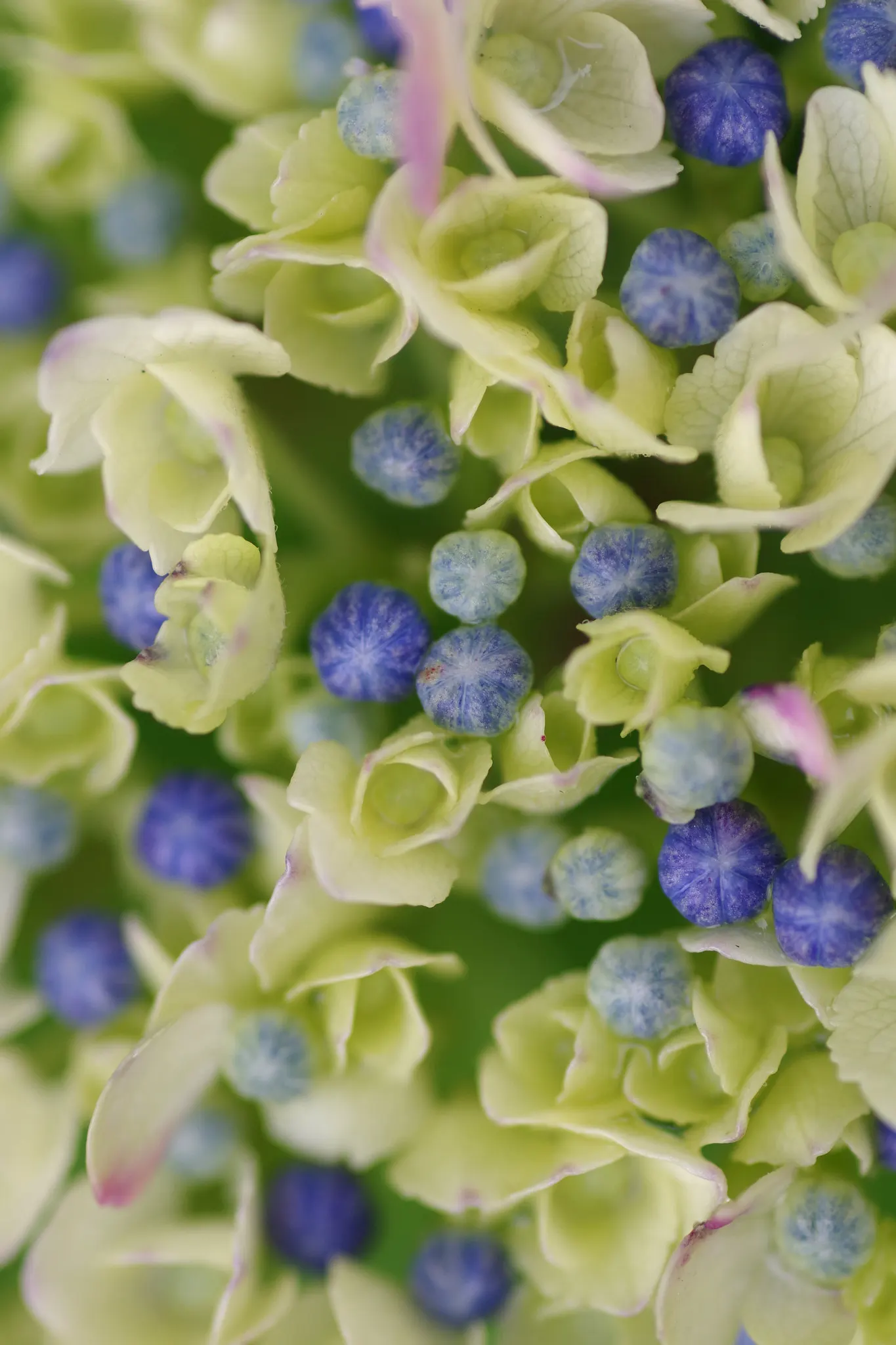 Hydrangea (Hydrangea Species) — shrub with blue and pink and white blooms