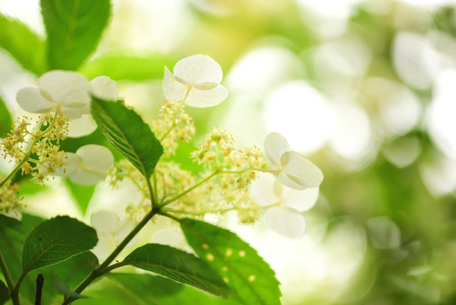 Hydrangea (Hydrangea Species) — to vigorous species that can reach up to 15 feet tall with a matching breadth; showy clusters of flowers ranging from deep