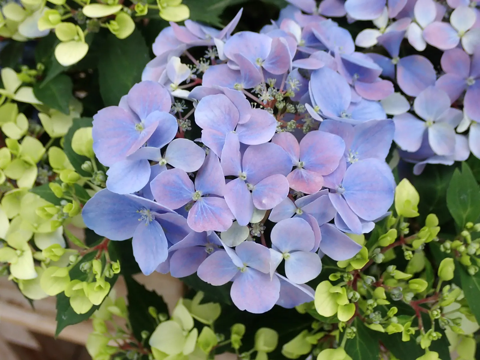 Hydrangea (Hydrangea Species) — planting hydrangeas in groups or as a border can create a lush