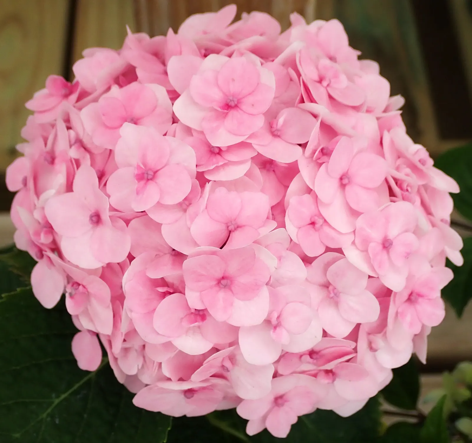 Hydrangea (Hydrangea Species) — Encompassing a variety of species; hydrangeas are adaptable shrubs that can range in size from compact cultivars of 3 feet in