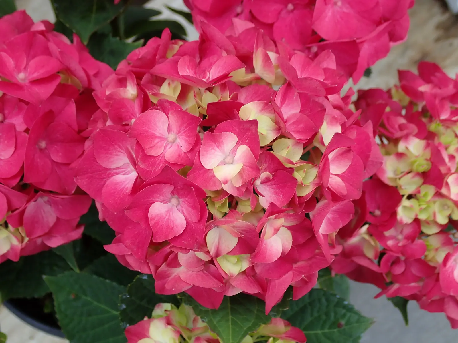 Hydrangea (Hydrangea Species) — hydrangeas are adaptable shrubs that can range in size from compact cultivars of 3 feet in height and spread; moist, image 75