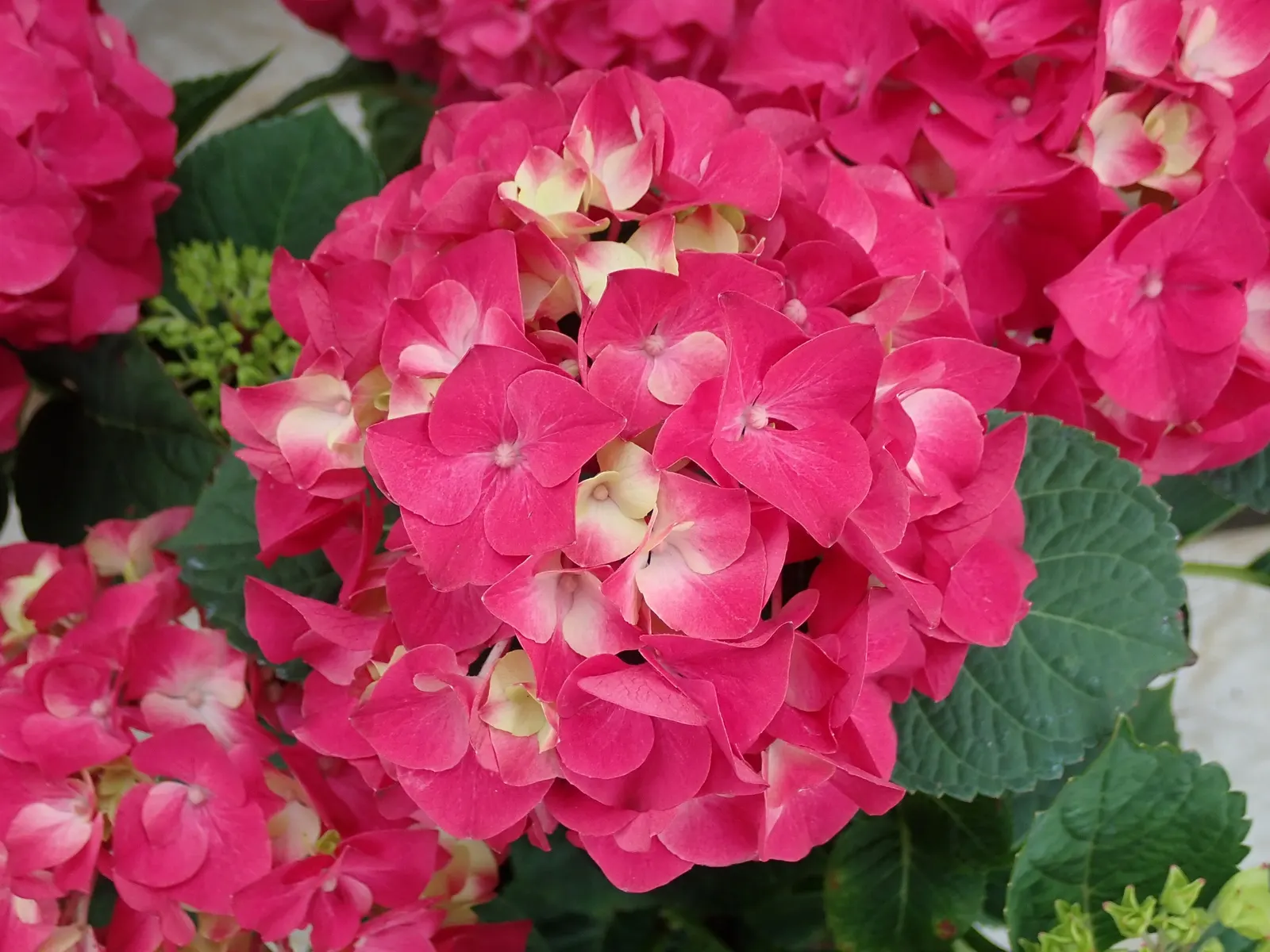 Hydrangea (Hydrangea Species) — Prune after blooming to encourage growth and maintain shape; they typically range from 3 to 15 feet in height and, image 70