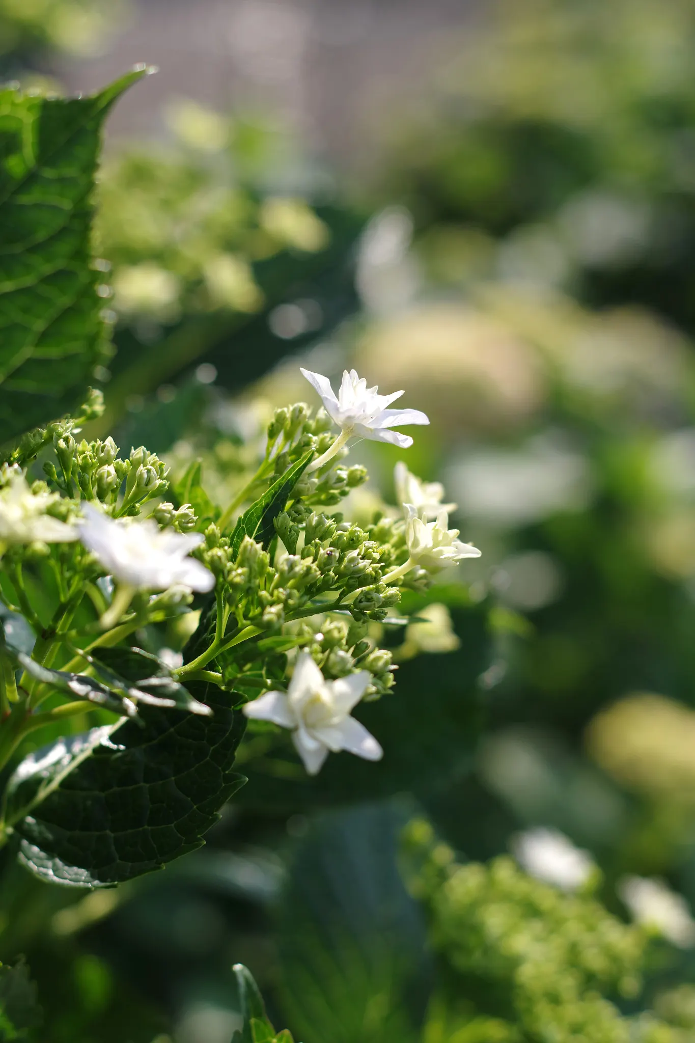 Hydrangea (Hydrangea Species) — these deciduous shrubs exhibit their floral mastery from early spring through late fall