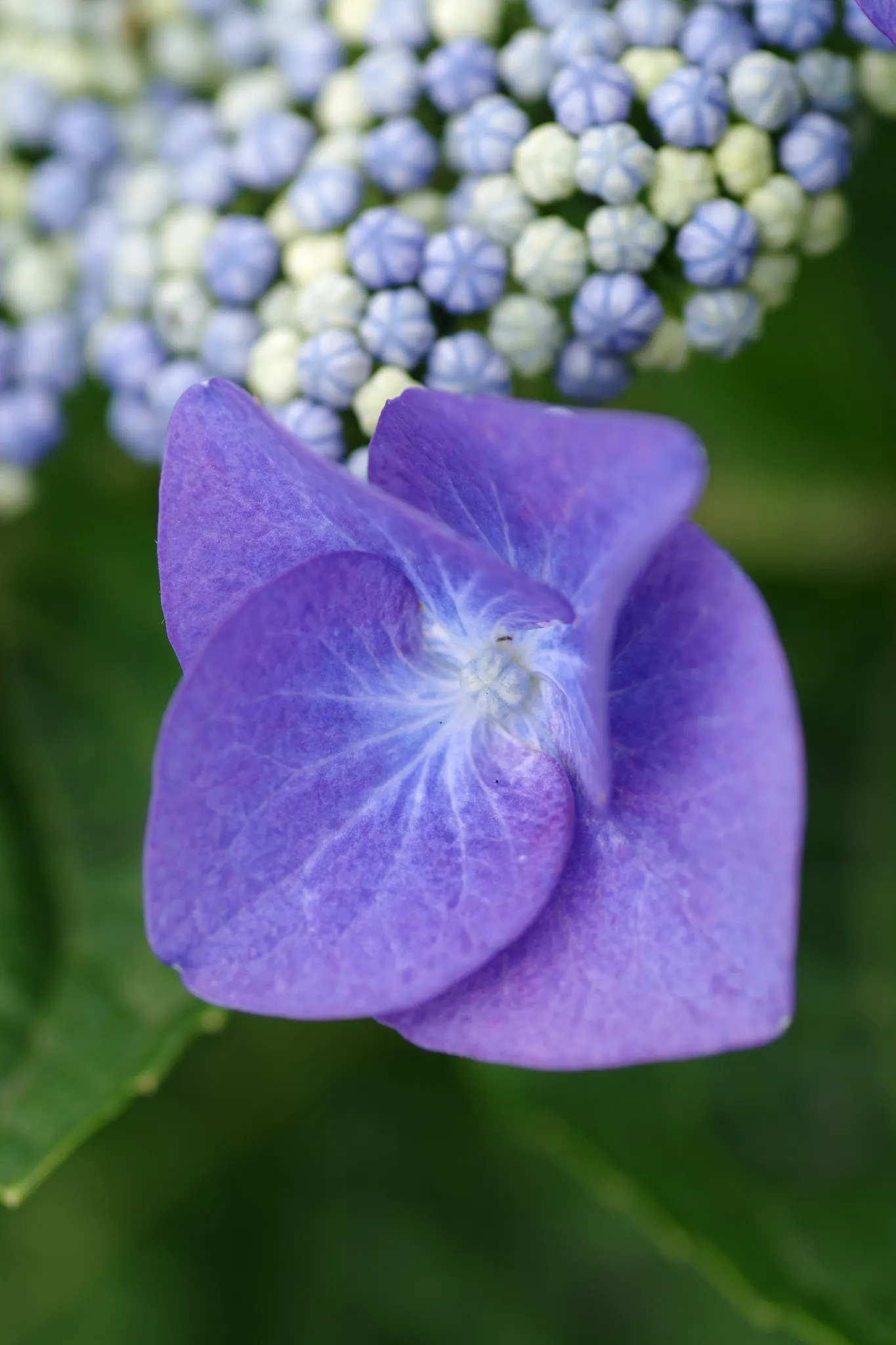 Hydrangea (Hydrangea Species) — with some species like the 'Endless Summer' series showcasing blooms throughout the entire growing season; is, image 58
