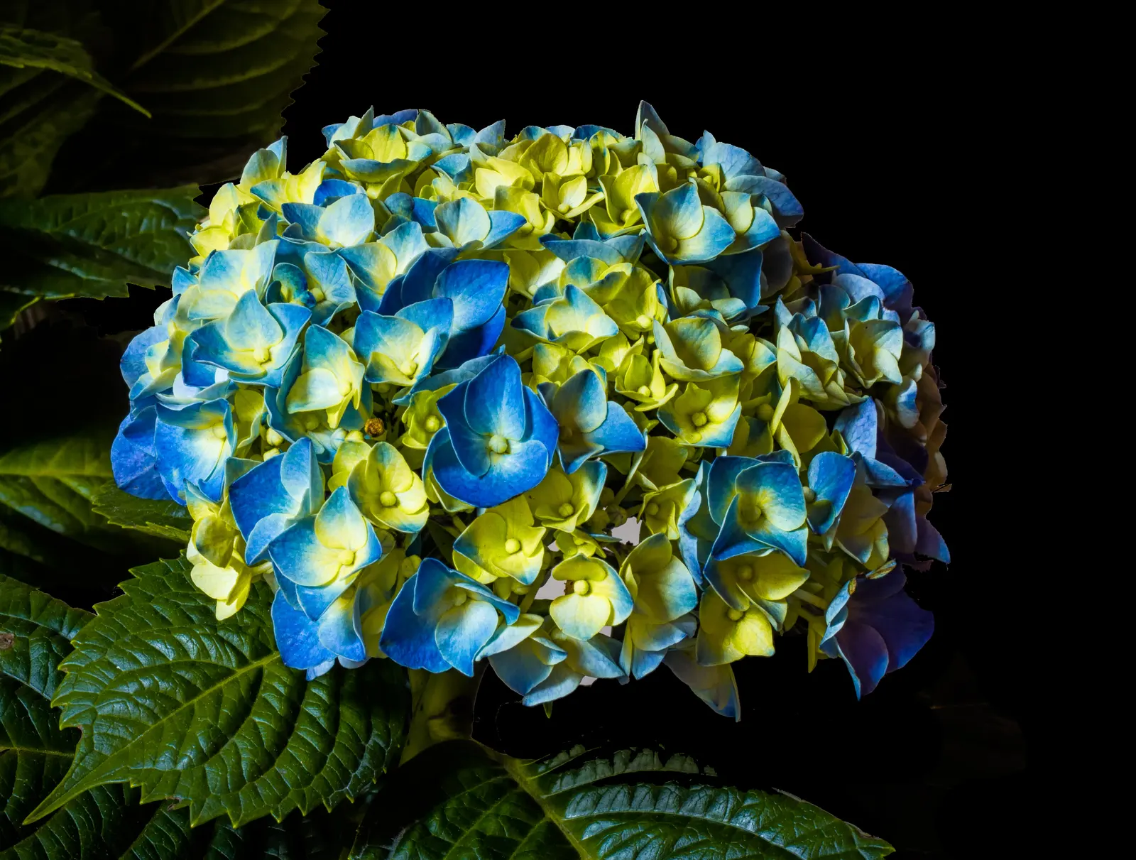 Hydrangea (Hydrangea Species) — a captivating genus within the plant family Hydrangeaceae; planting hydrangeas in groups or as a border can create, image 50