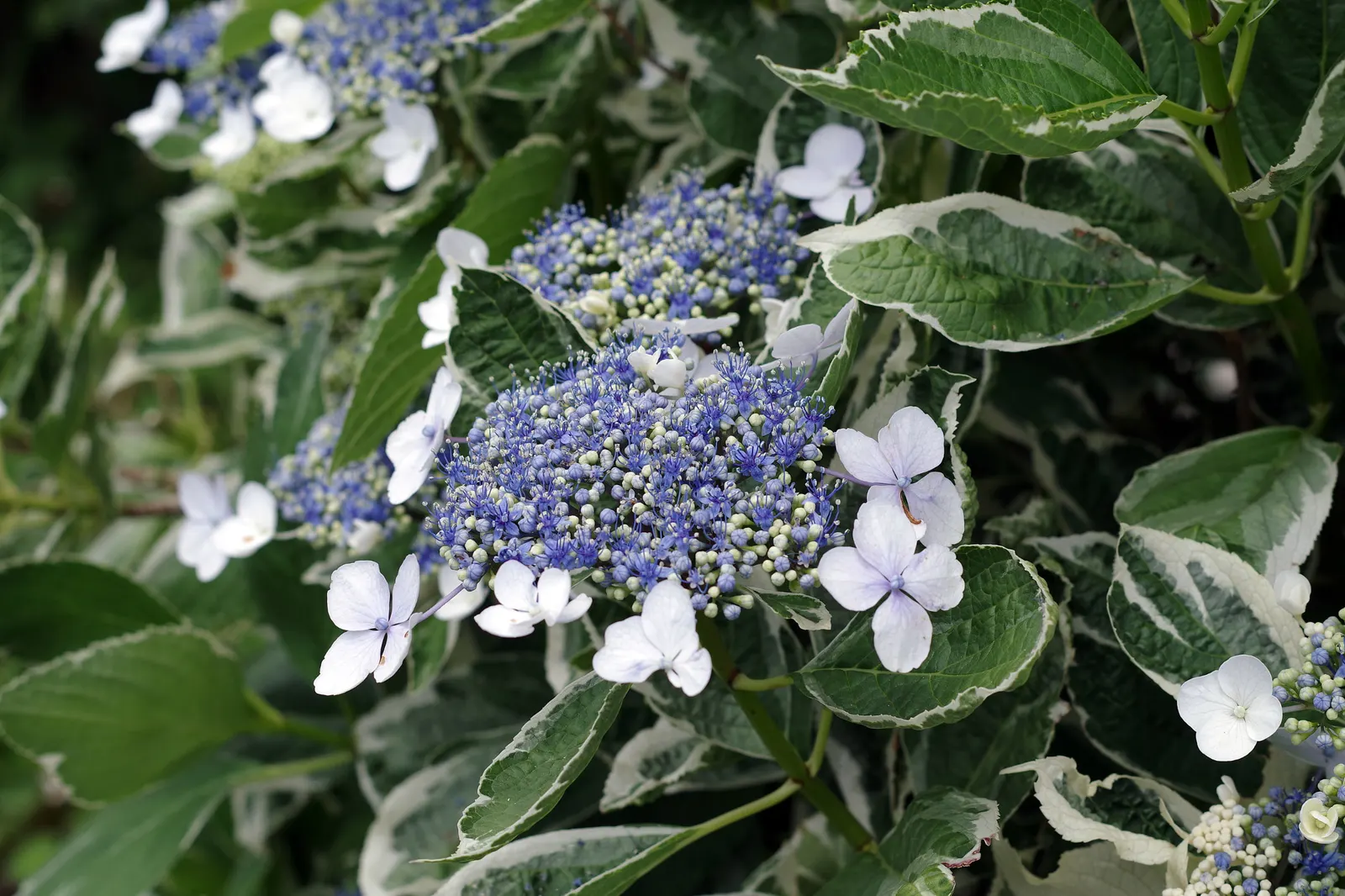 Hydrangea (Hydrangea Species) — planting hydrangeas in groups or as a border can create a lush; a captivating genus within the plant family Hydrangeaceae