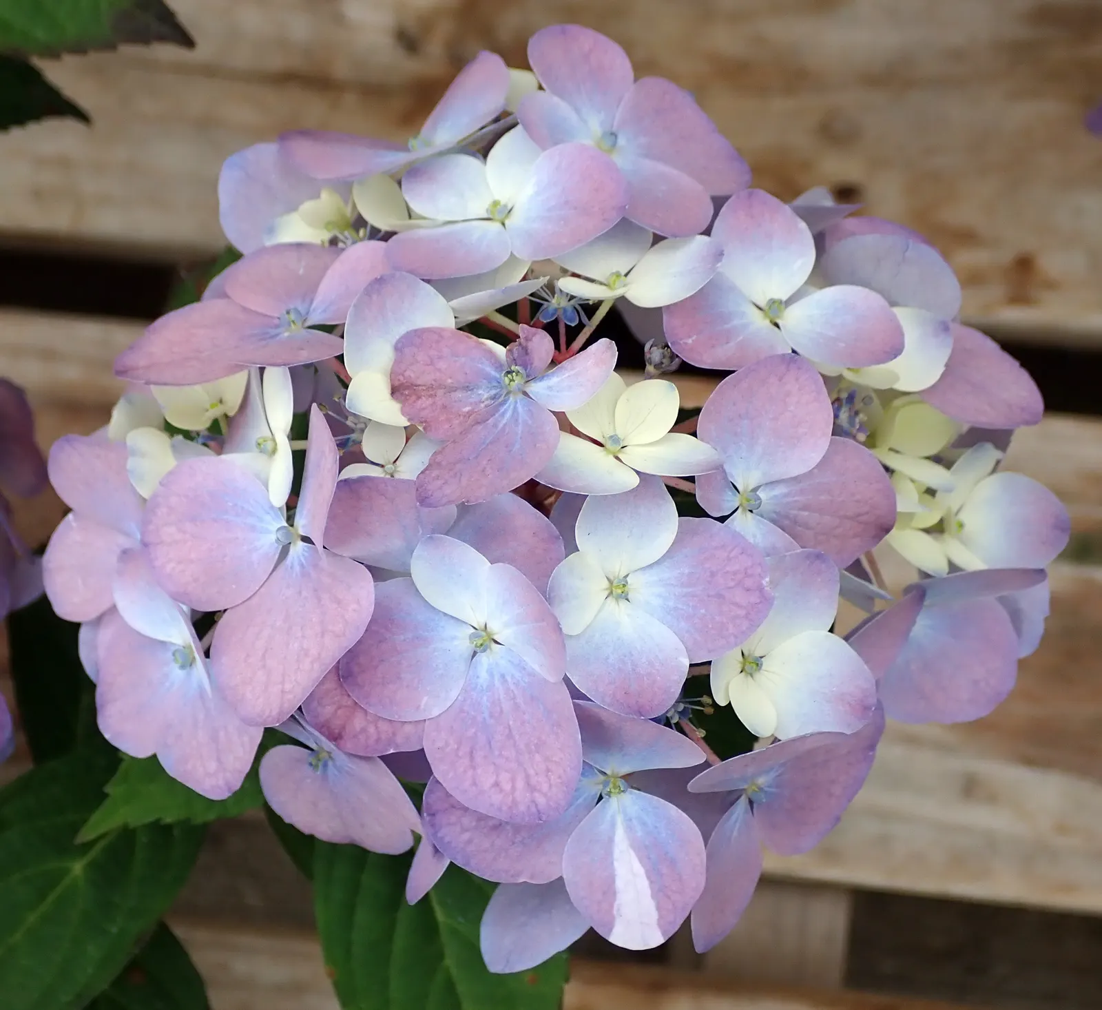 Hydrangea (Hydrangea Species) — blue and pink and white flowers in the garden; hardy in USDA zones 3 through 9