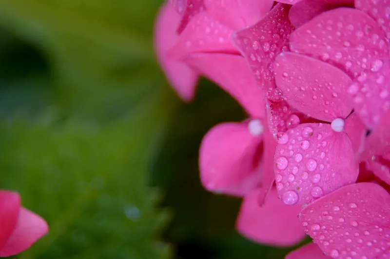 Hydrangea (Hydrangea Species) — shrub with blue and pink and white blooms; respectively.<br><br>Hardy in USDA zones 3 through 9, image 65