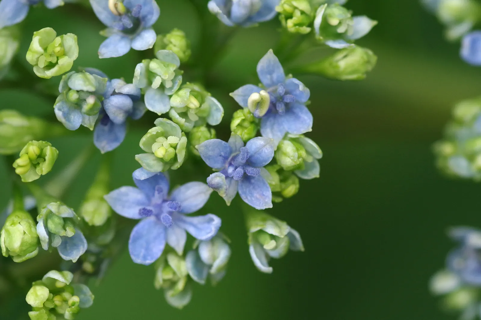 Hydrangea (Hydrangea Species) — blue and pink and white flowers in the garden; hardy in USDA zones 3 through 9, image 64