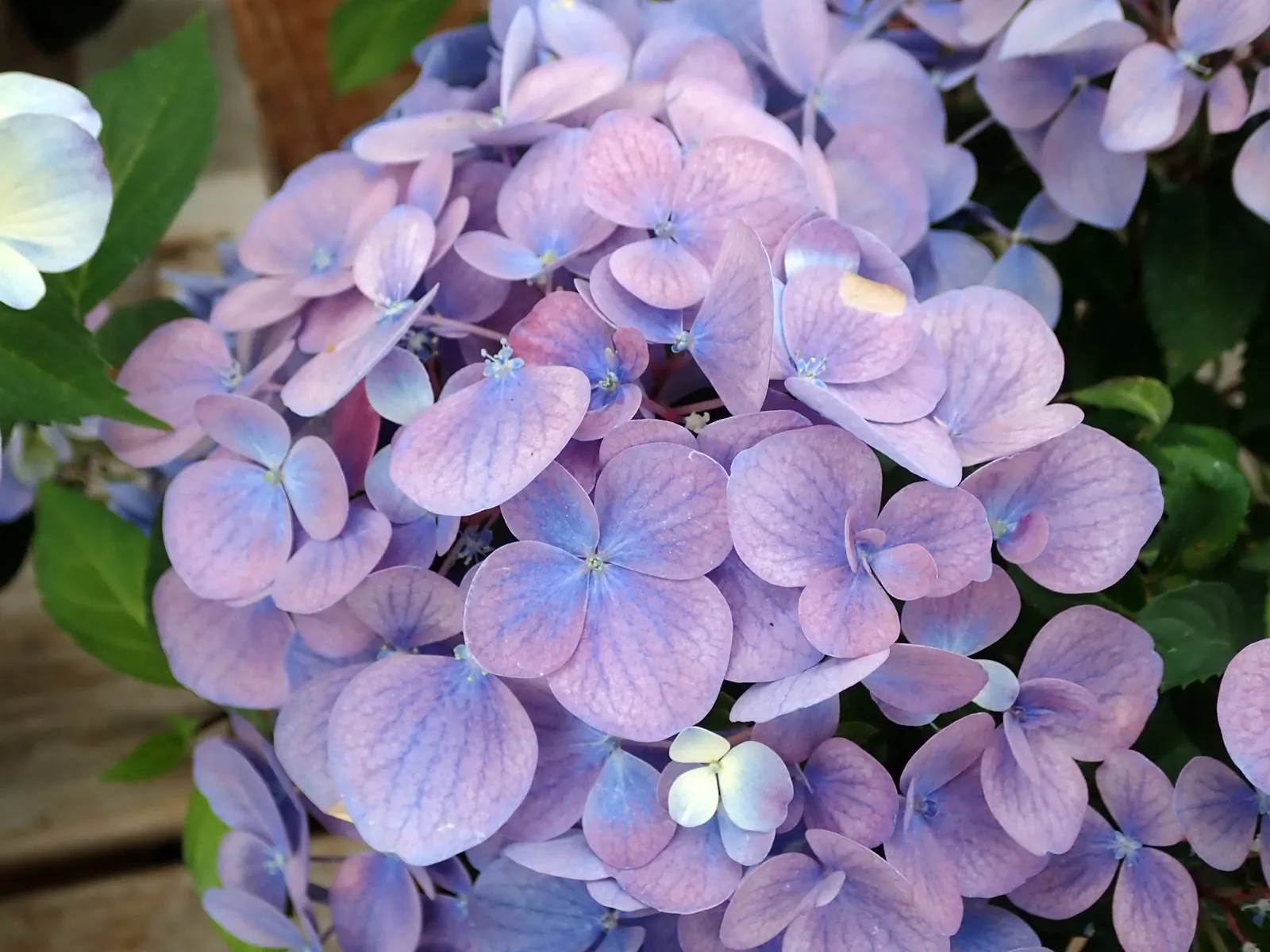 Hydrangea (Hydrangea Species) — moist soil and thrive in part to full shade