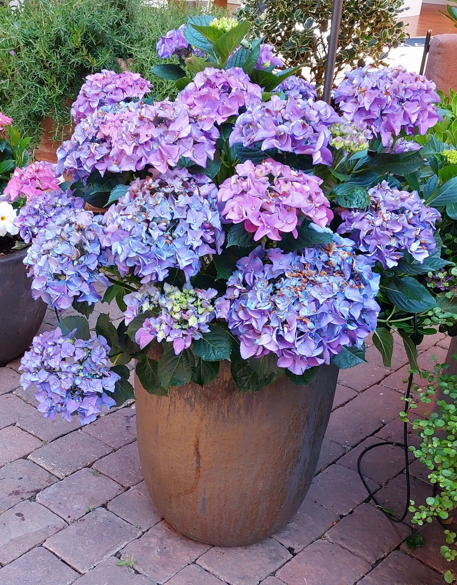 Hydrangea (Hydrangea Species) — is renowned for its voluminous flower heads and charming presence in any garden design; these deciduous shrubs generally thrive