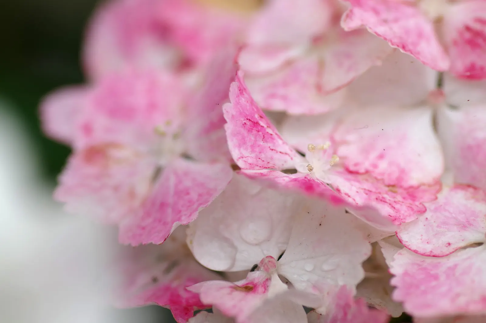 Hydrangea (Hydrangea Species) — like the Panicle Hydrangea (Hydrangea paniculata); these deciduous shrubs exhibit their floral mastery from early, image 84
