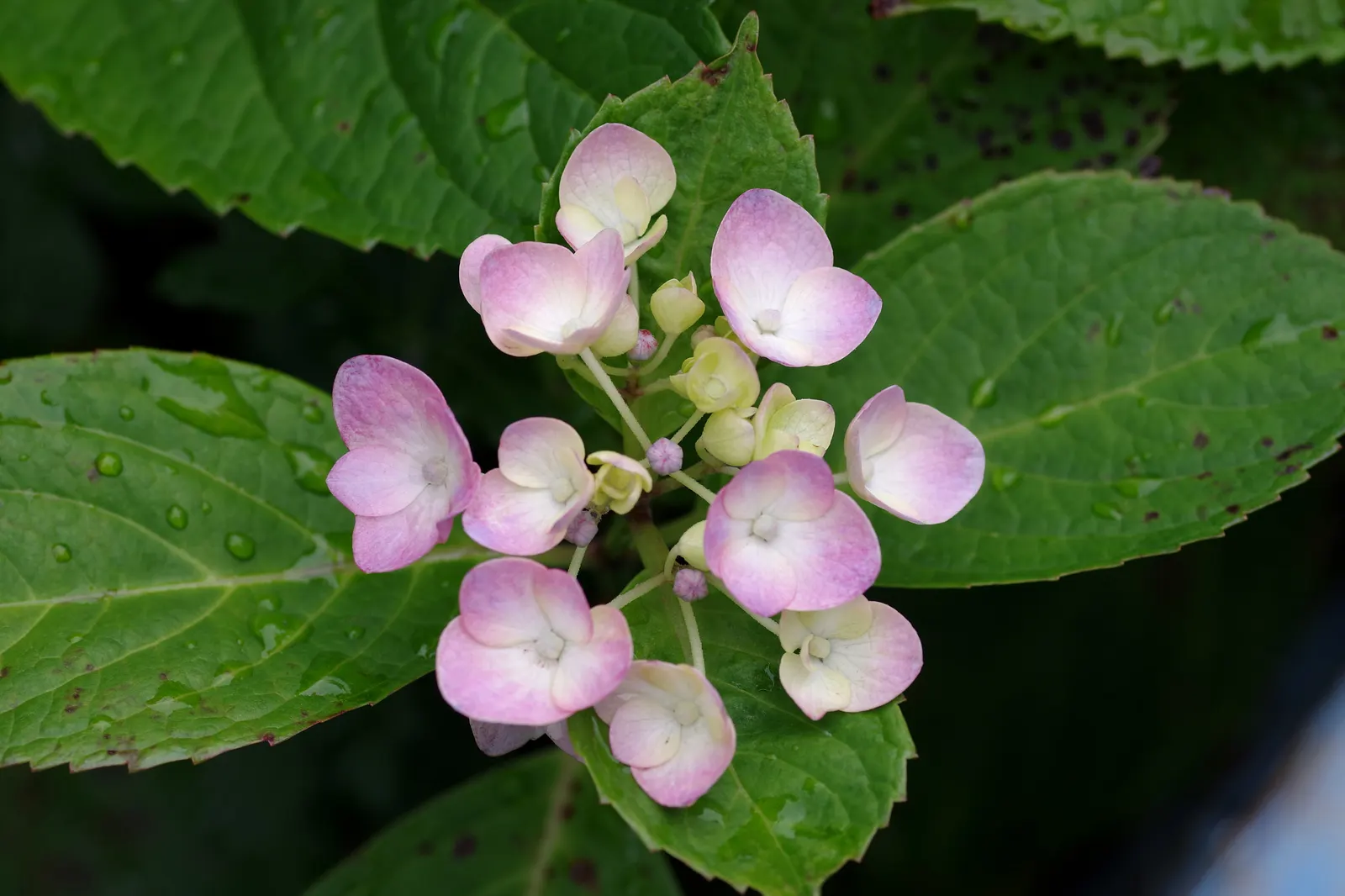 Hydrangea (Hydrangea Species) — Prune after blooming to encourage growth and maintain shape