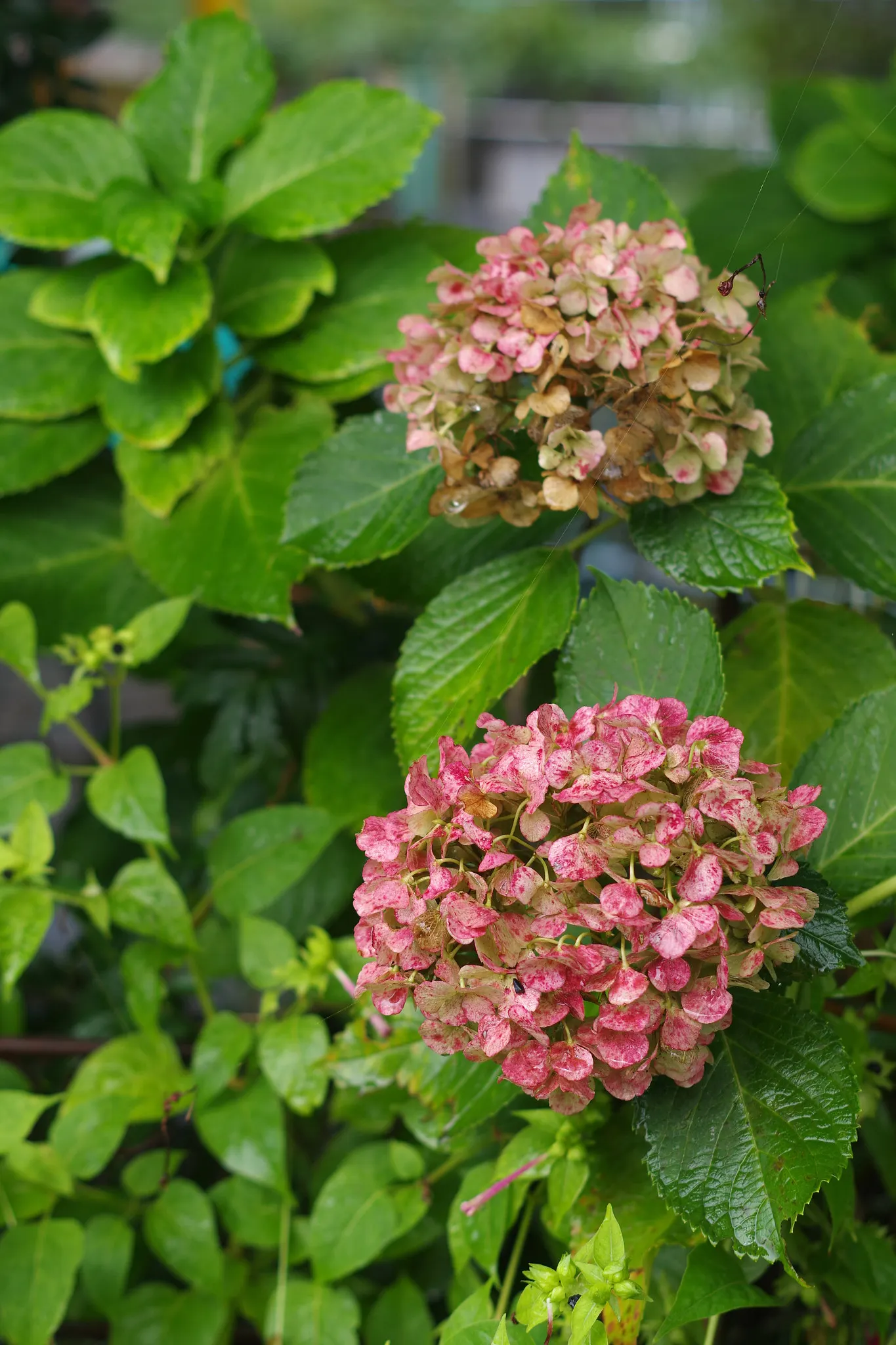 Hydrangea (Hydrangea Species) — with some species like the 'Endless Summer' series showcasing blooms throughout the entire growing season; is, image 80