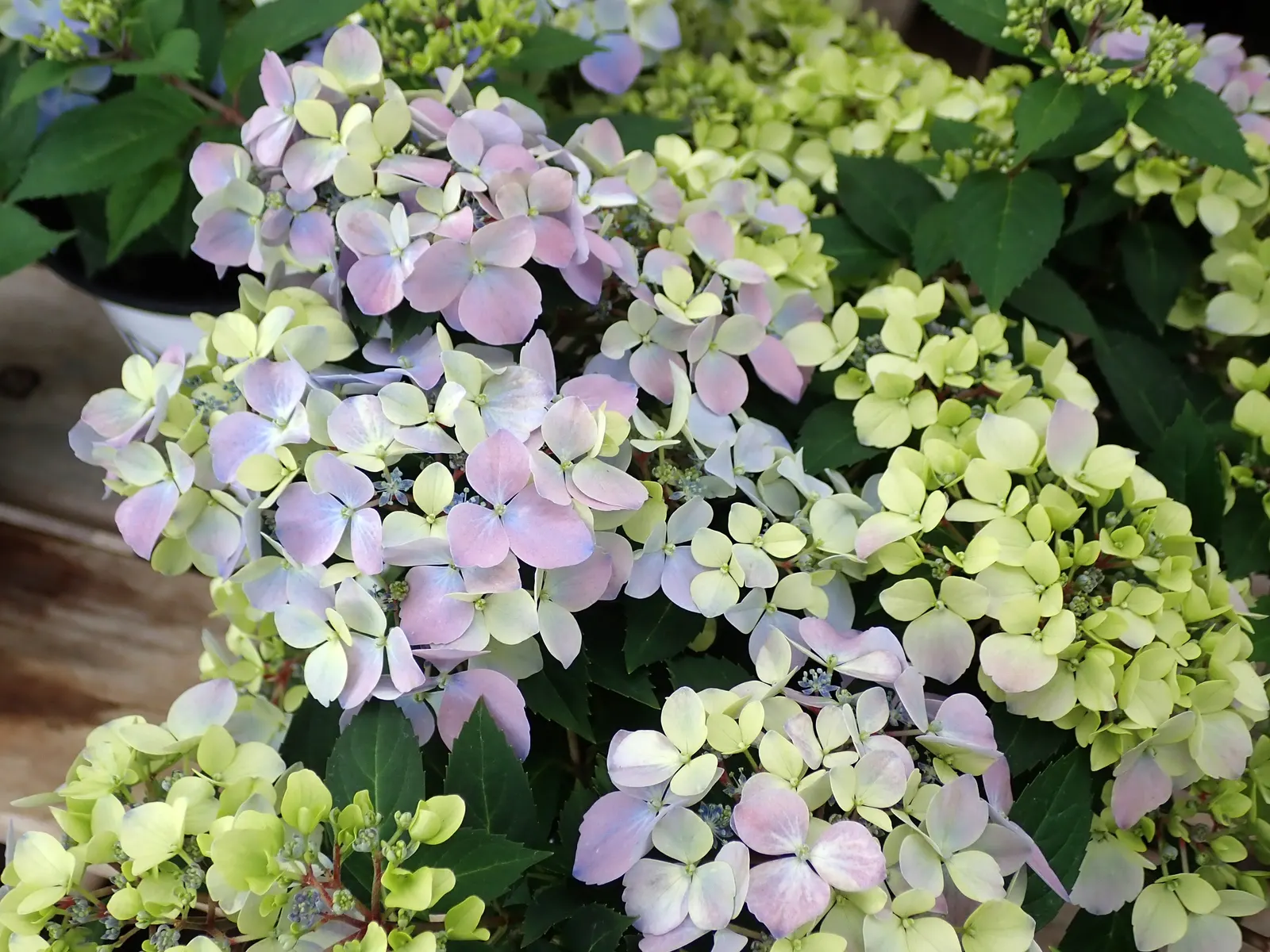 Hydrangea (Hydrangea Species) — blue and pink and white flowers in the garden; hardy in USDA zones 3 through 9, image 86