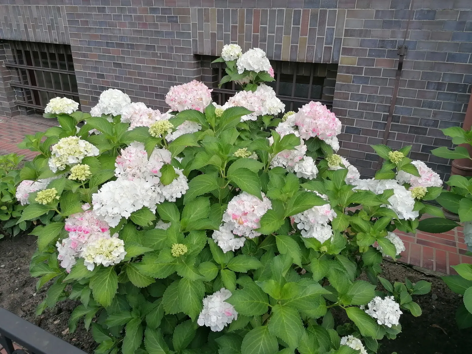 Hydrangea (Hydrangea Species) — showy clusters of flowers ranging from deep blues to pinks; prune after blooming to encourage growth and maintain shape